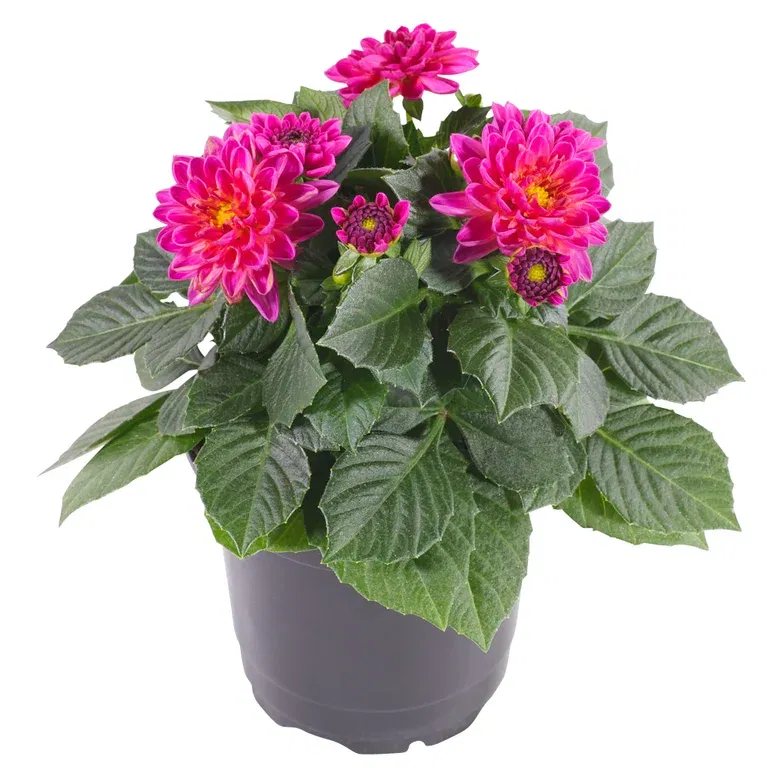 Dahlia green leaf, double fl. Pink 12 cm
