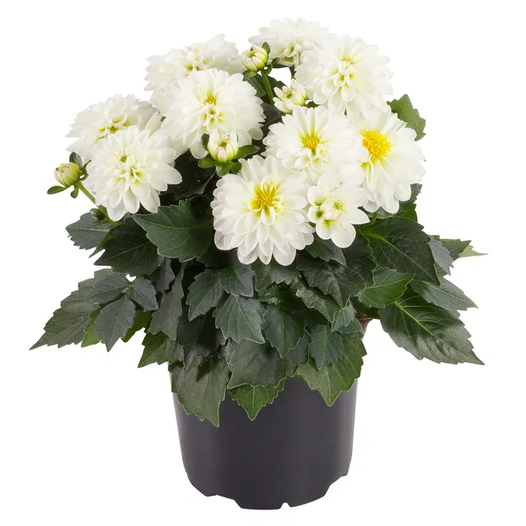 Dahlia green leaf, double fl. White 12 cm