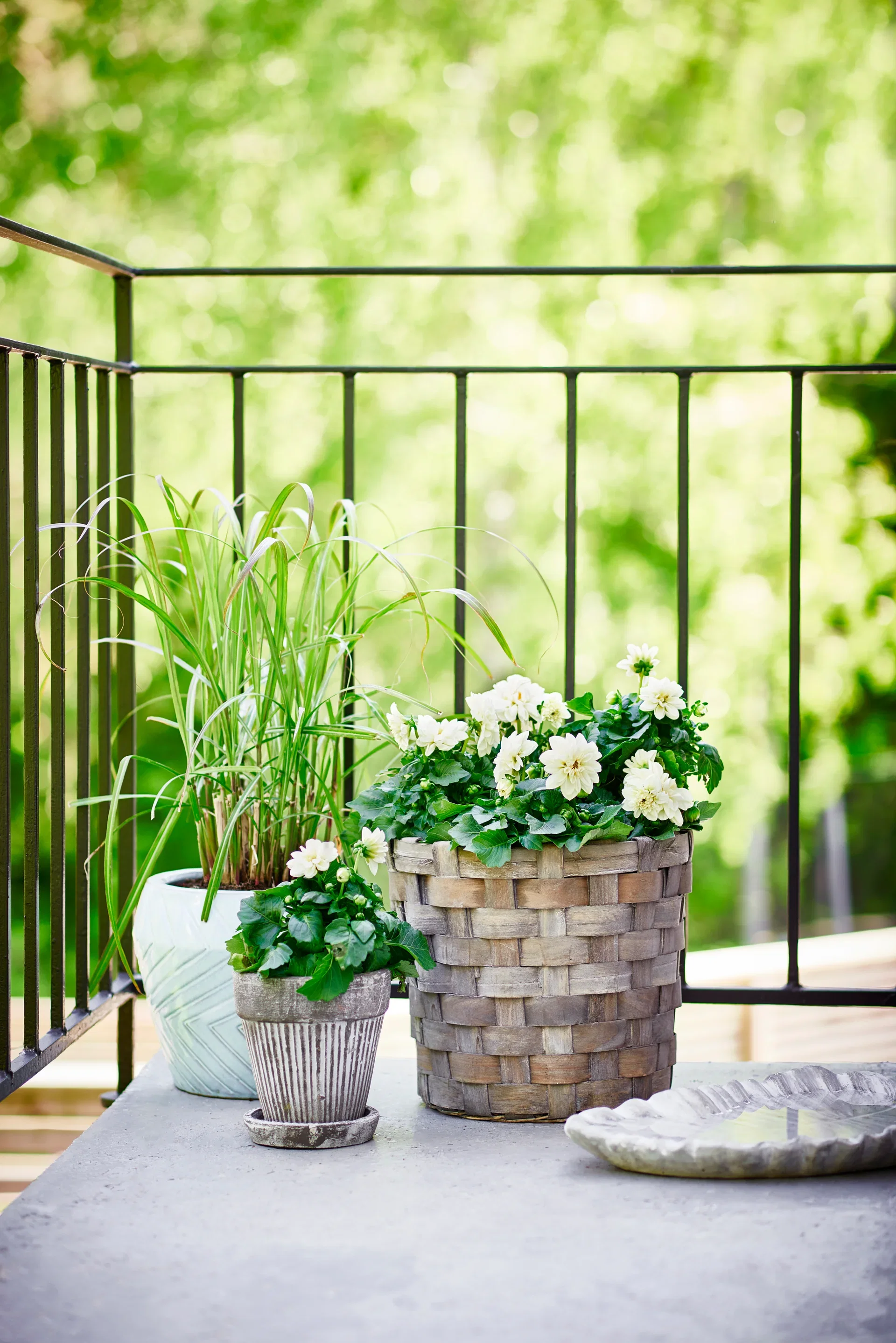 Dahlia green leaf, double fl. White 12 cm