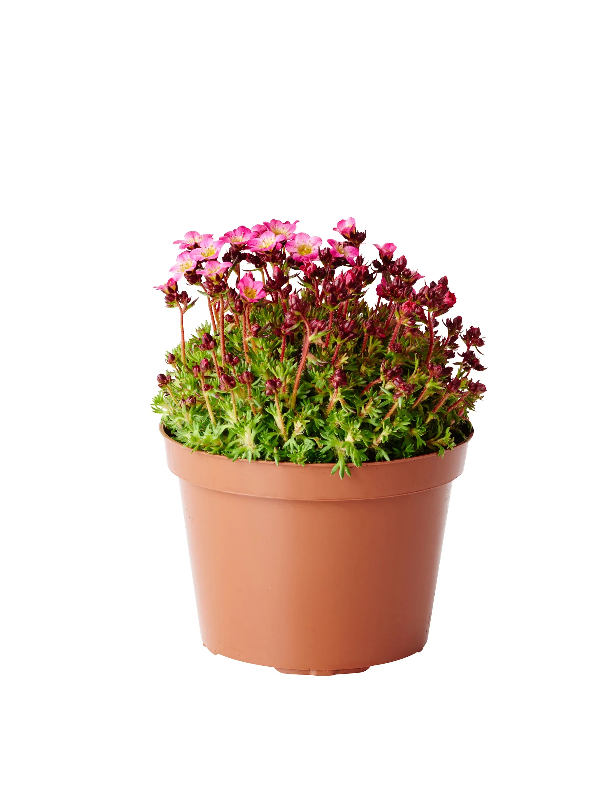 Saxifraga x arendsii 12cm