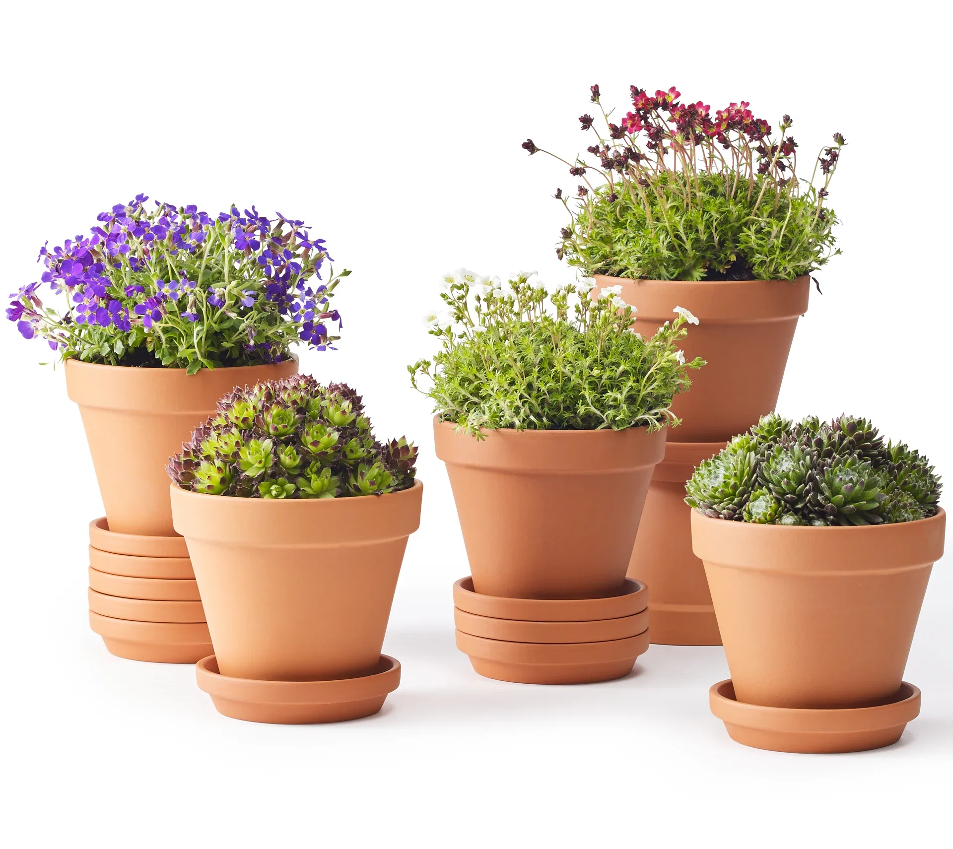 Aubrieta hybrida 12cm