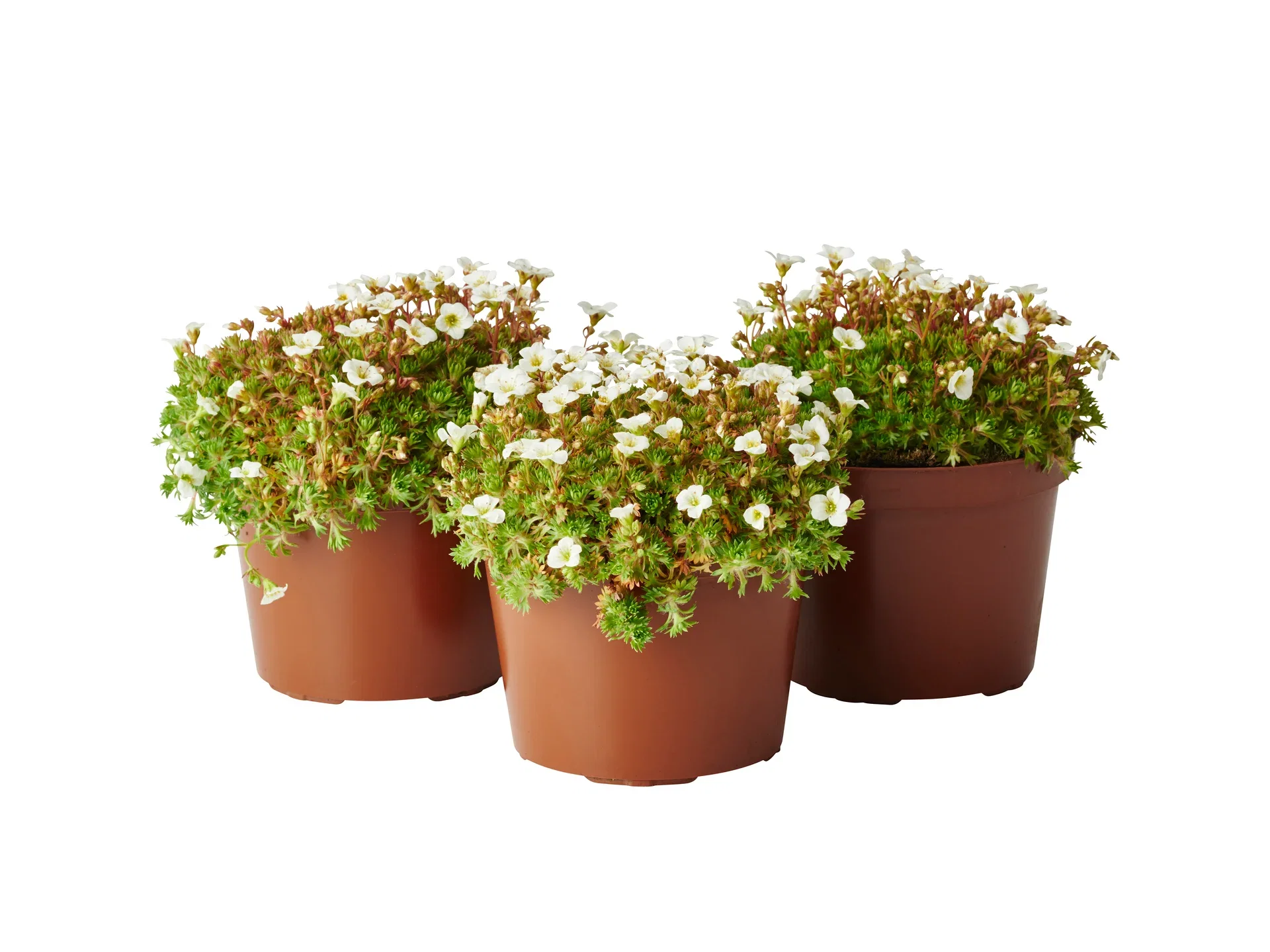 Saxifraga x arendsii 12cm