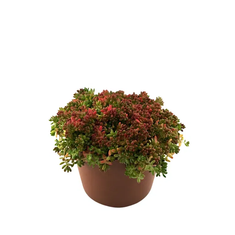 Sedum 12cm