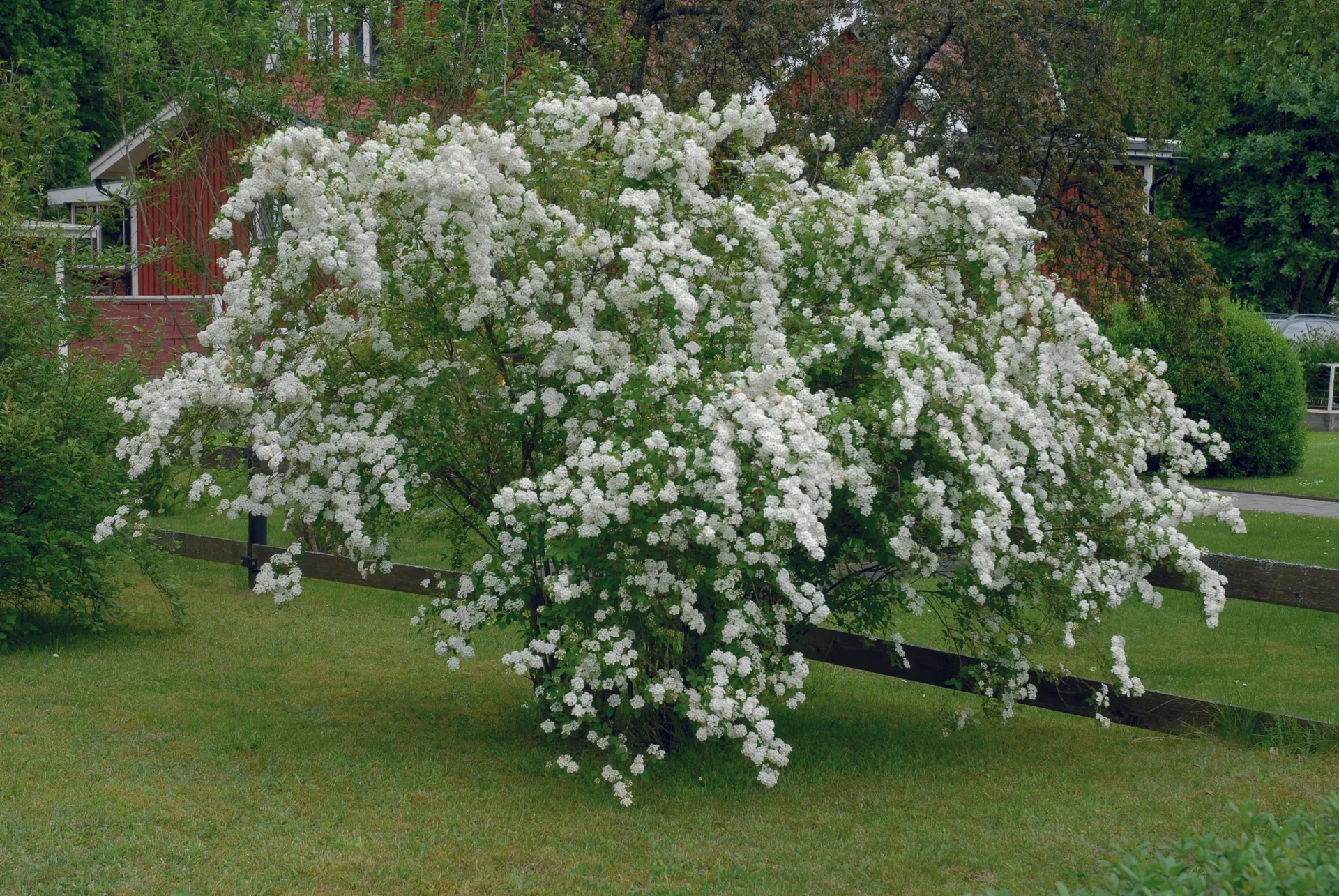 Spiraea x vanhouttei 2L
