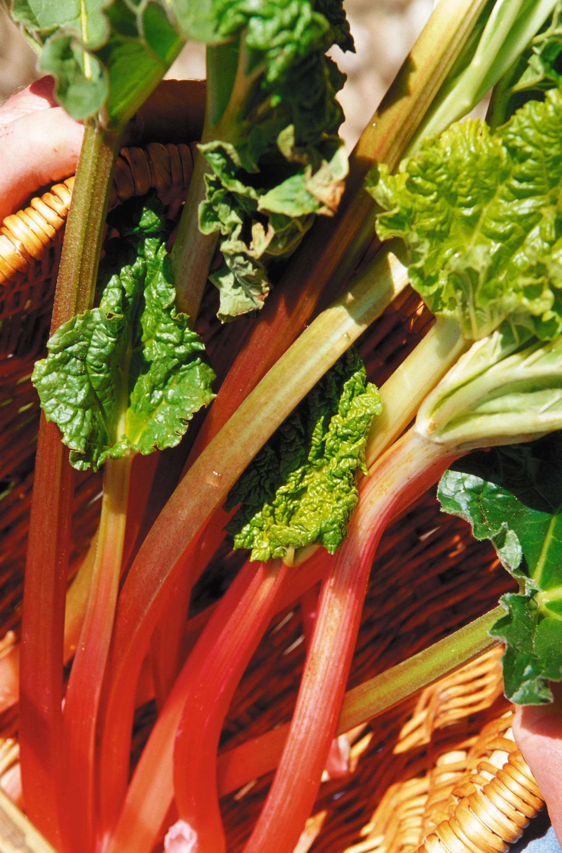 Rheum rhabarbarum 'Elmsblitz' 3,5L