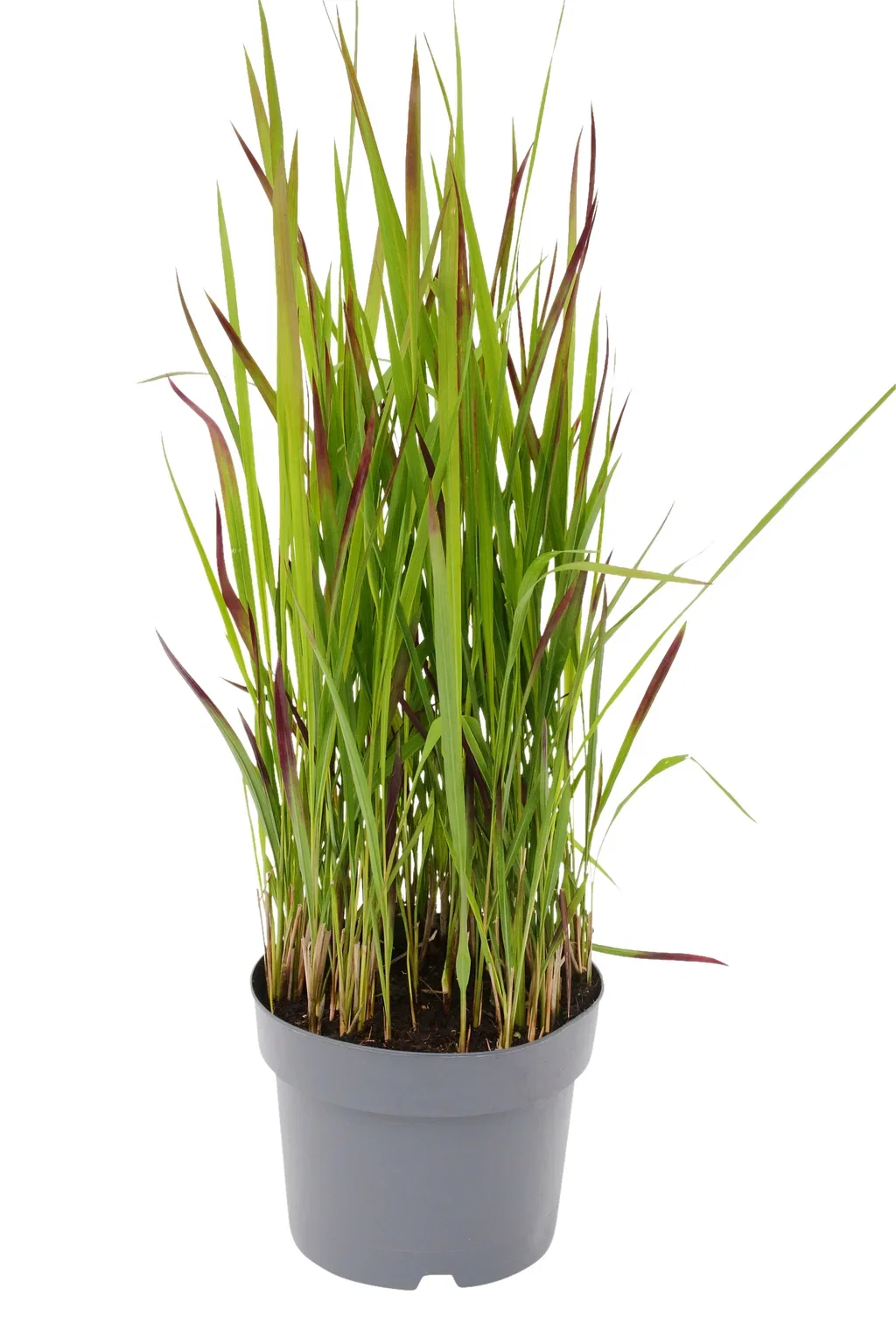 Imperata cyl. 'Red Baron' 19 cm