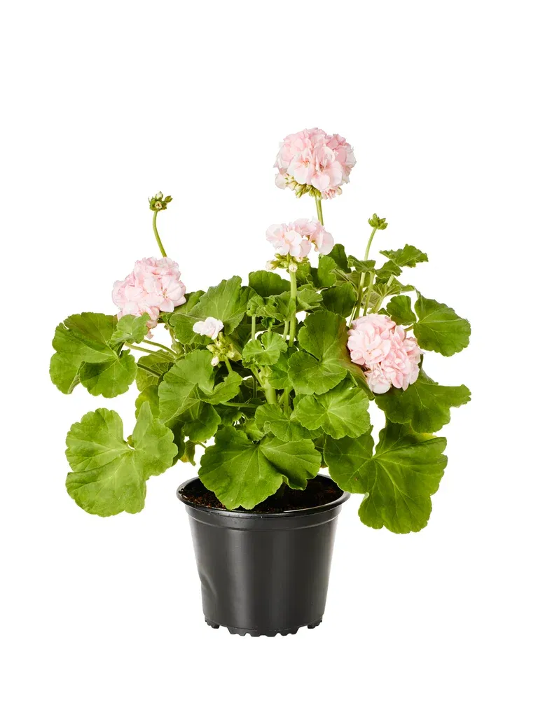 Pel. 'Dr. Ingrid/Mårbacka' 14 cm