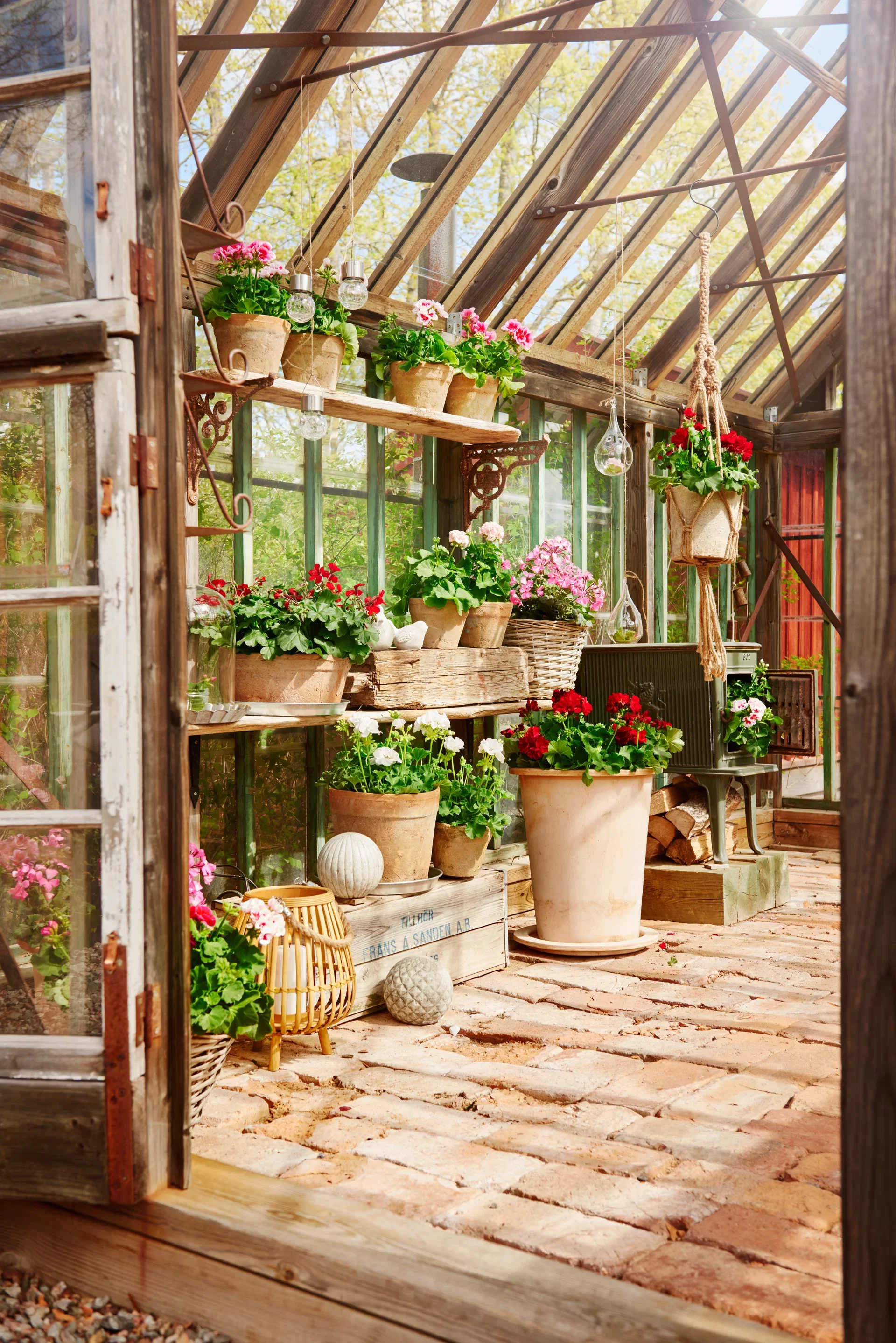 Pel. 'Dr. Ingrid/Mårbacka' 14 cm