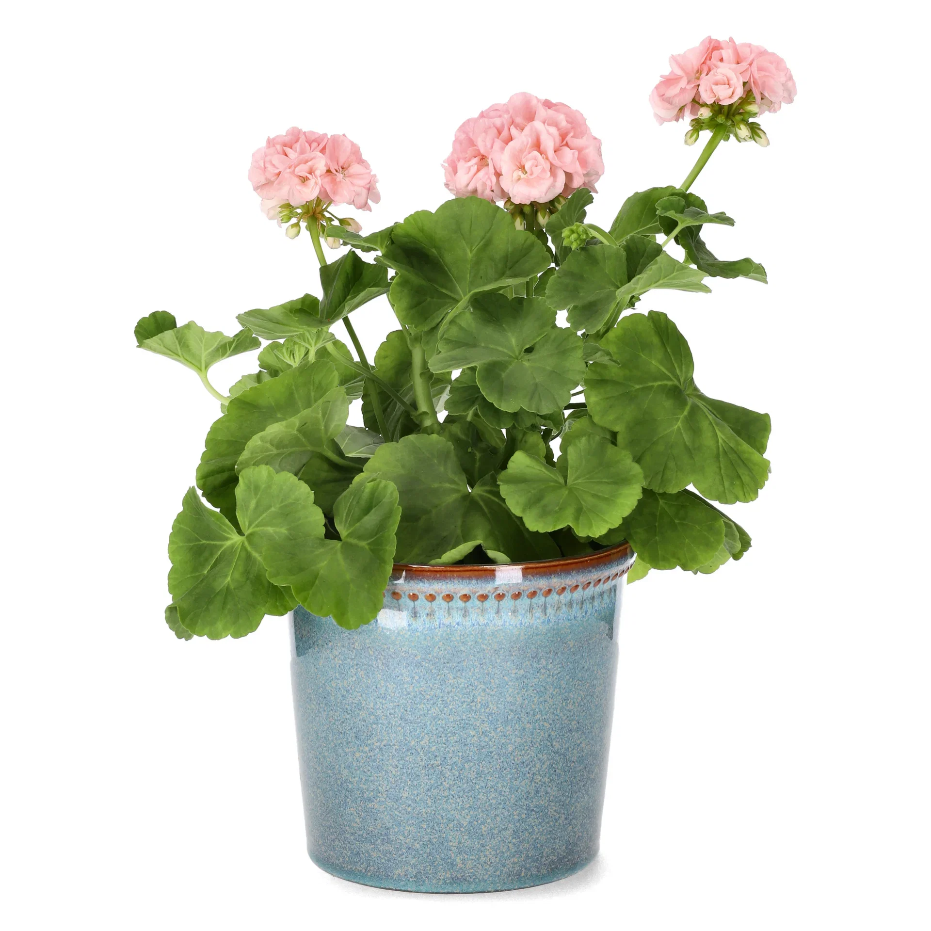 Pel. 'Dr. Ingrid/Mårbacka' 14 cm