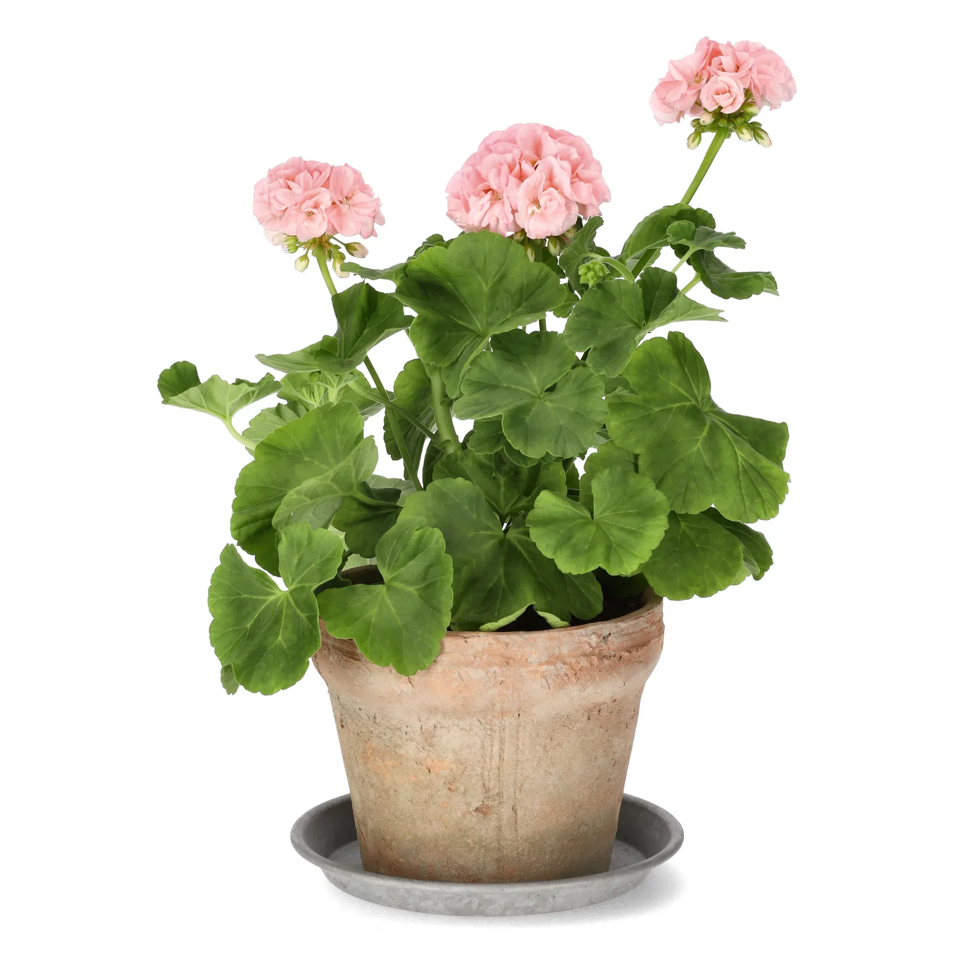 Pel. 'Dr. Ingrid/Mårbacka' 14 cm