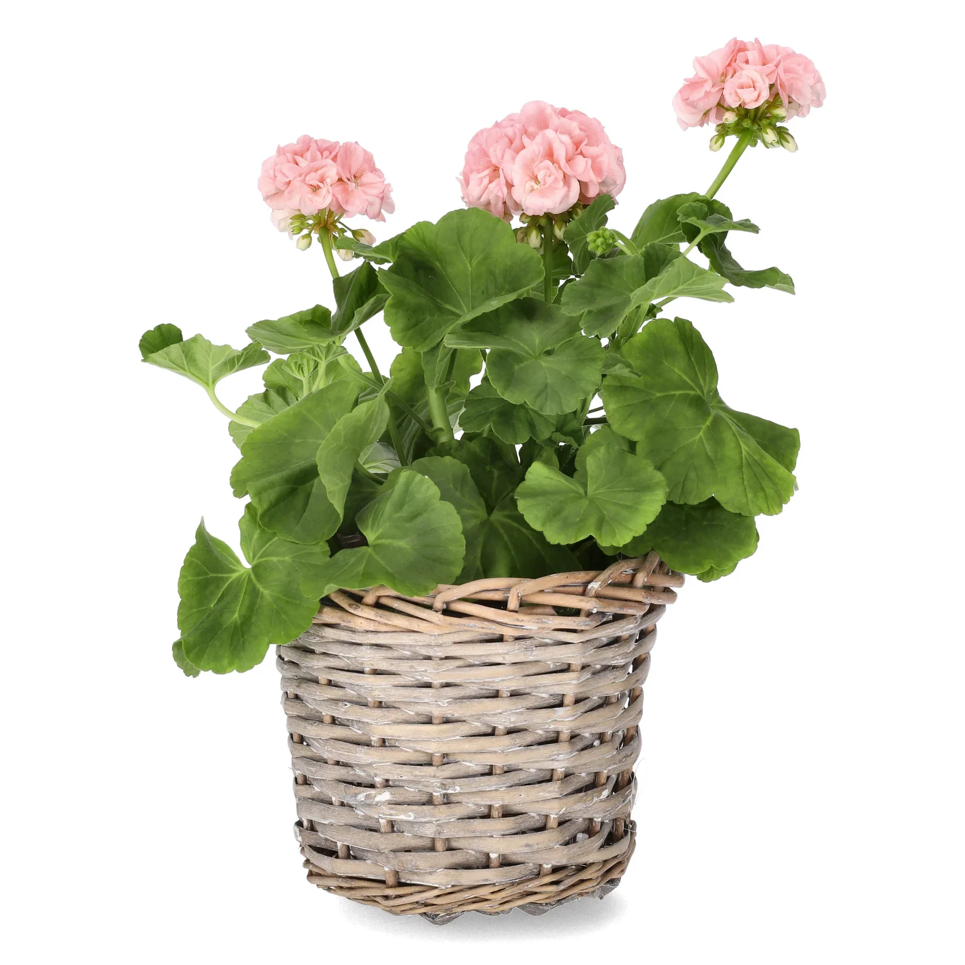 Pel. 'Dr. Ingrid/Mårbacka' 14 cm