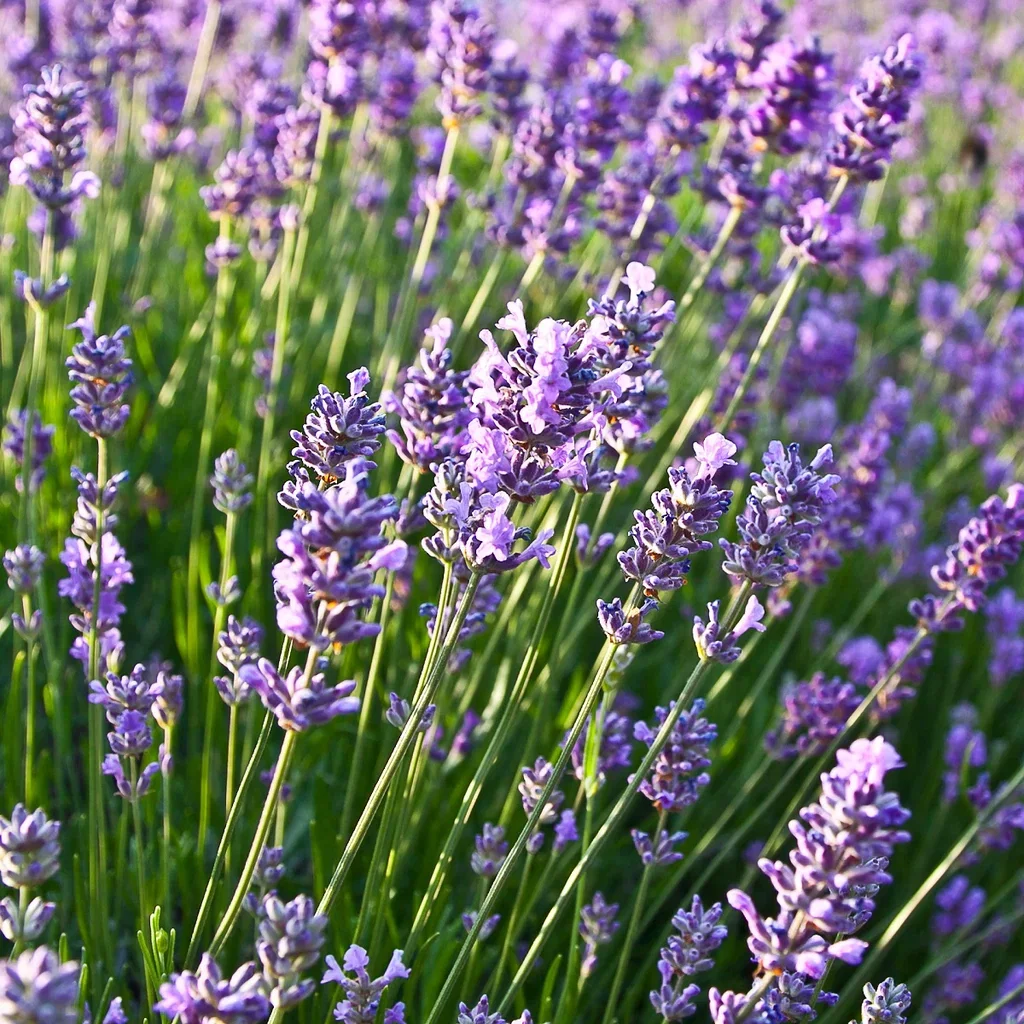 All Nature Lavandula ang. 'Felice' 10,5cm