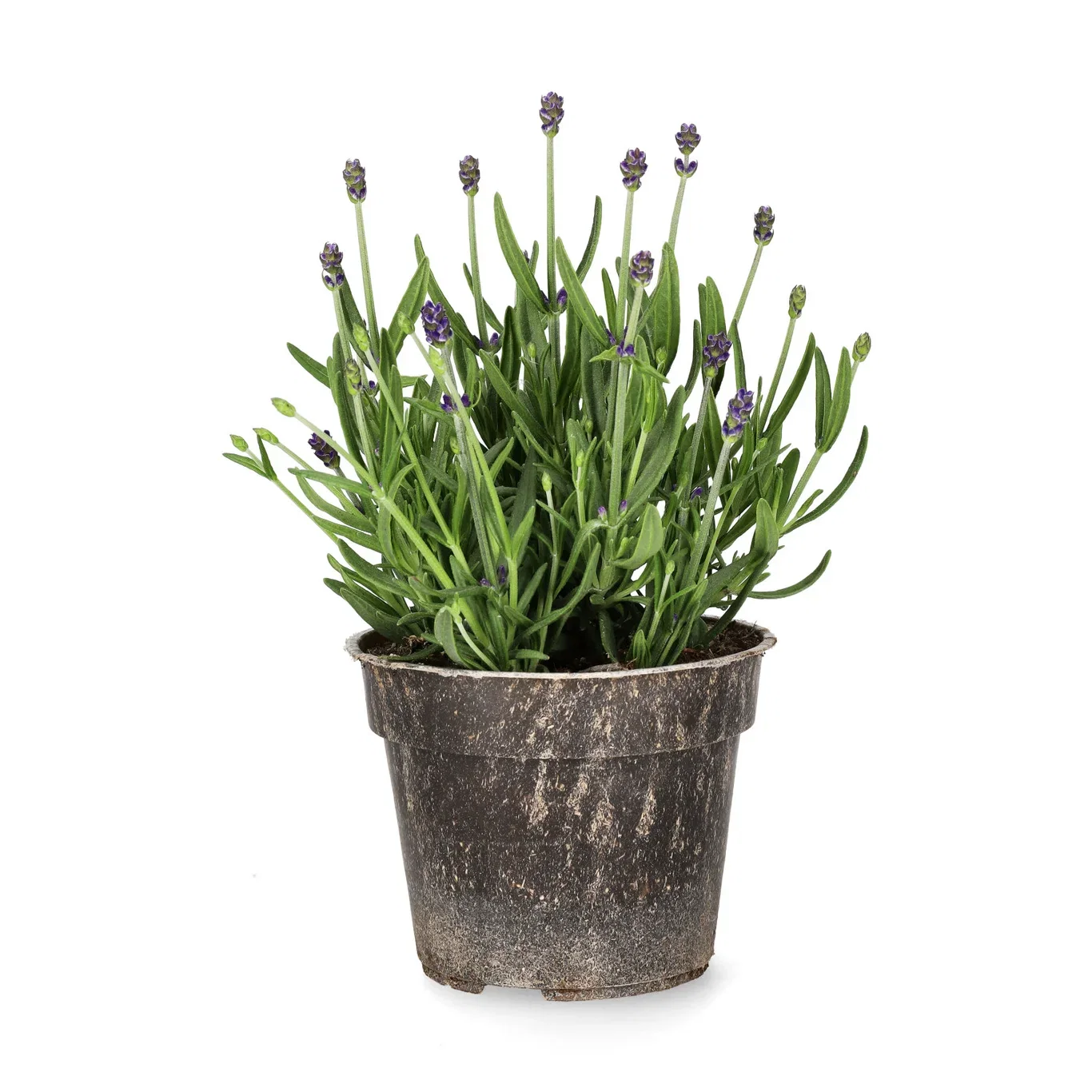 All Nature Lavandula ang. 'Felice' 10,5cm