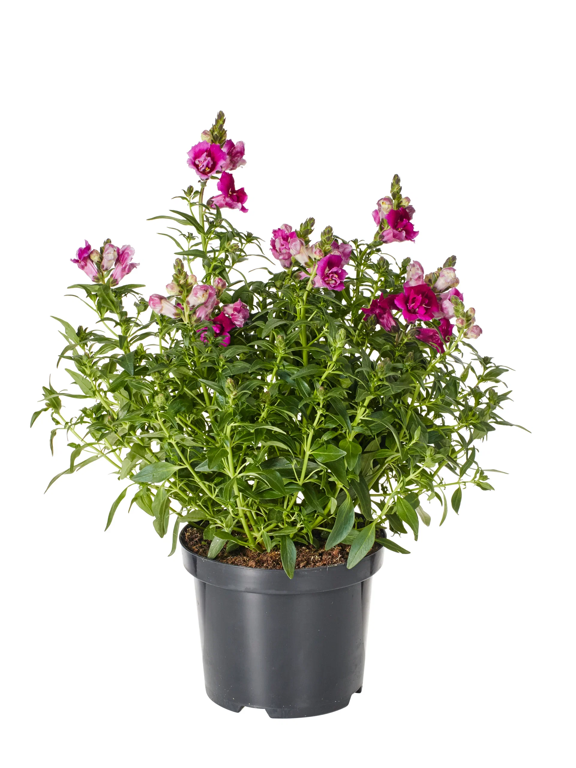 Antirrhinum 19 cm