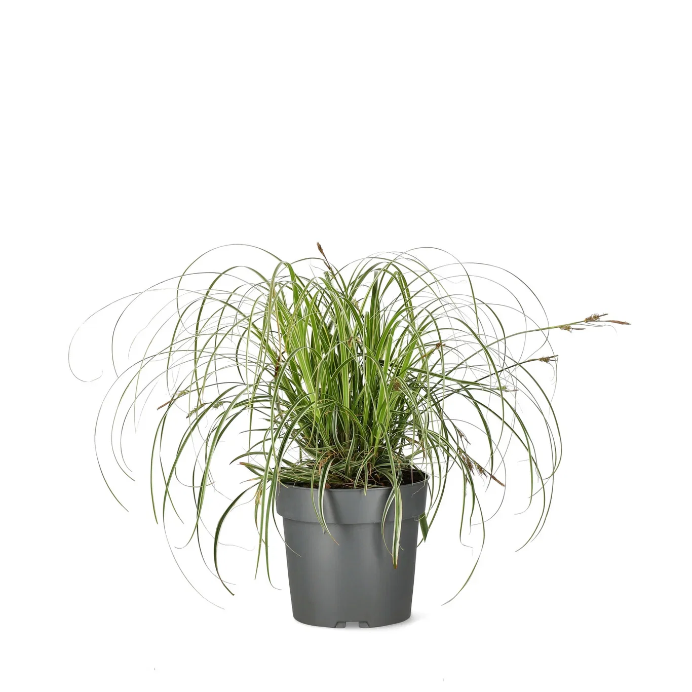 Carex FEATHER FALLS 24cm