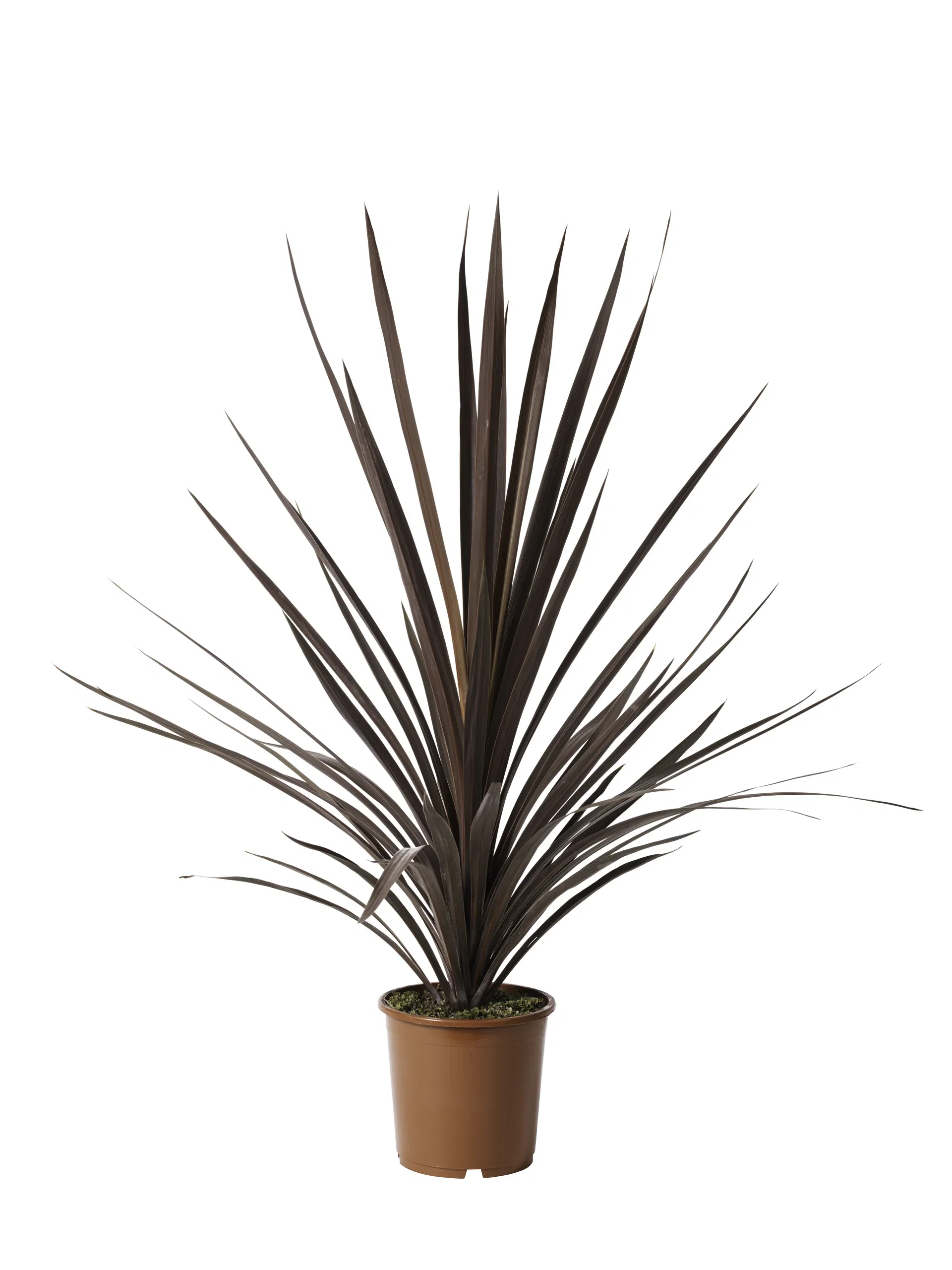 Cordyline a. 'Red Star' 21 cm