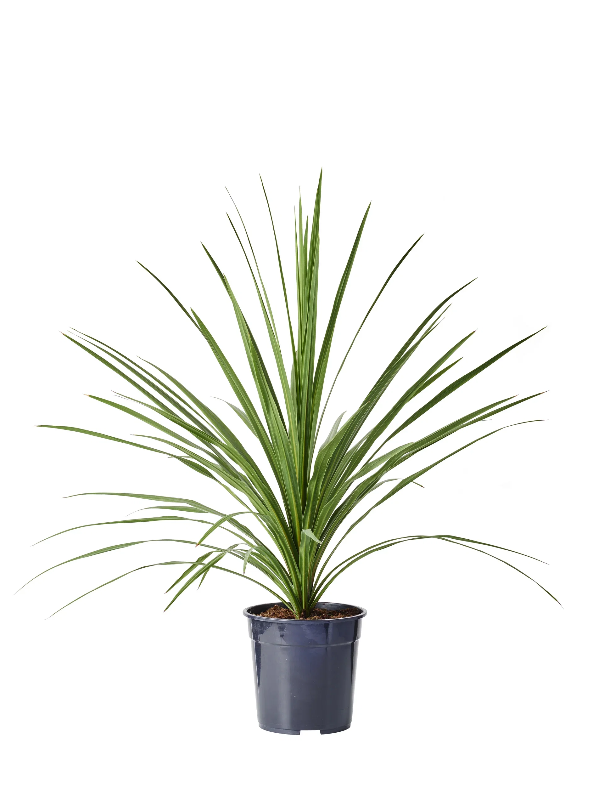 Cordyline a. 'Verde' 21 cm