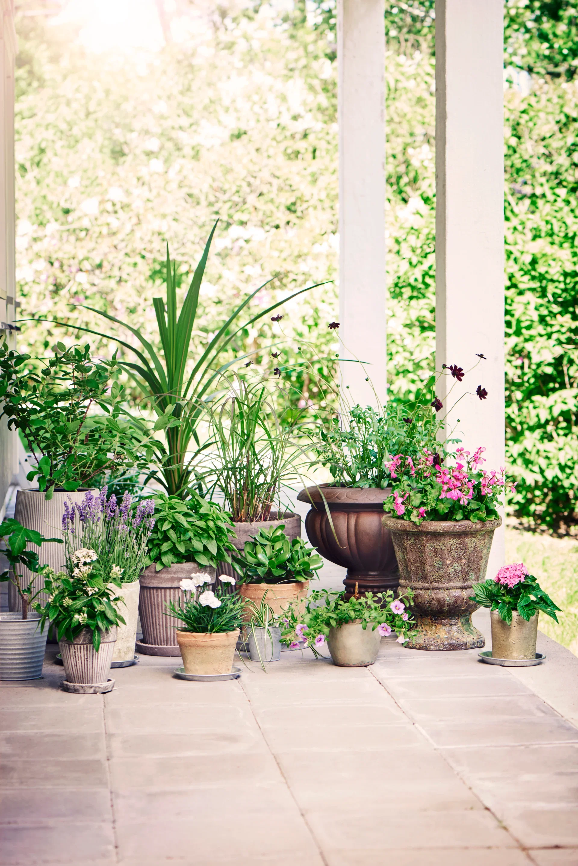 Cordyline a. 'Verde' 21 cm