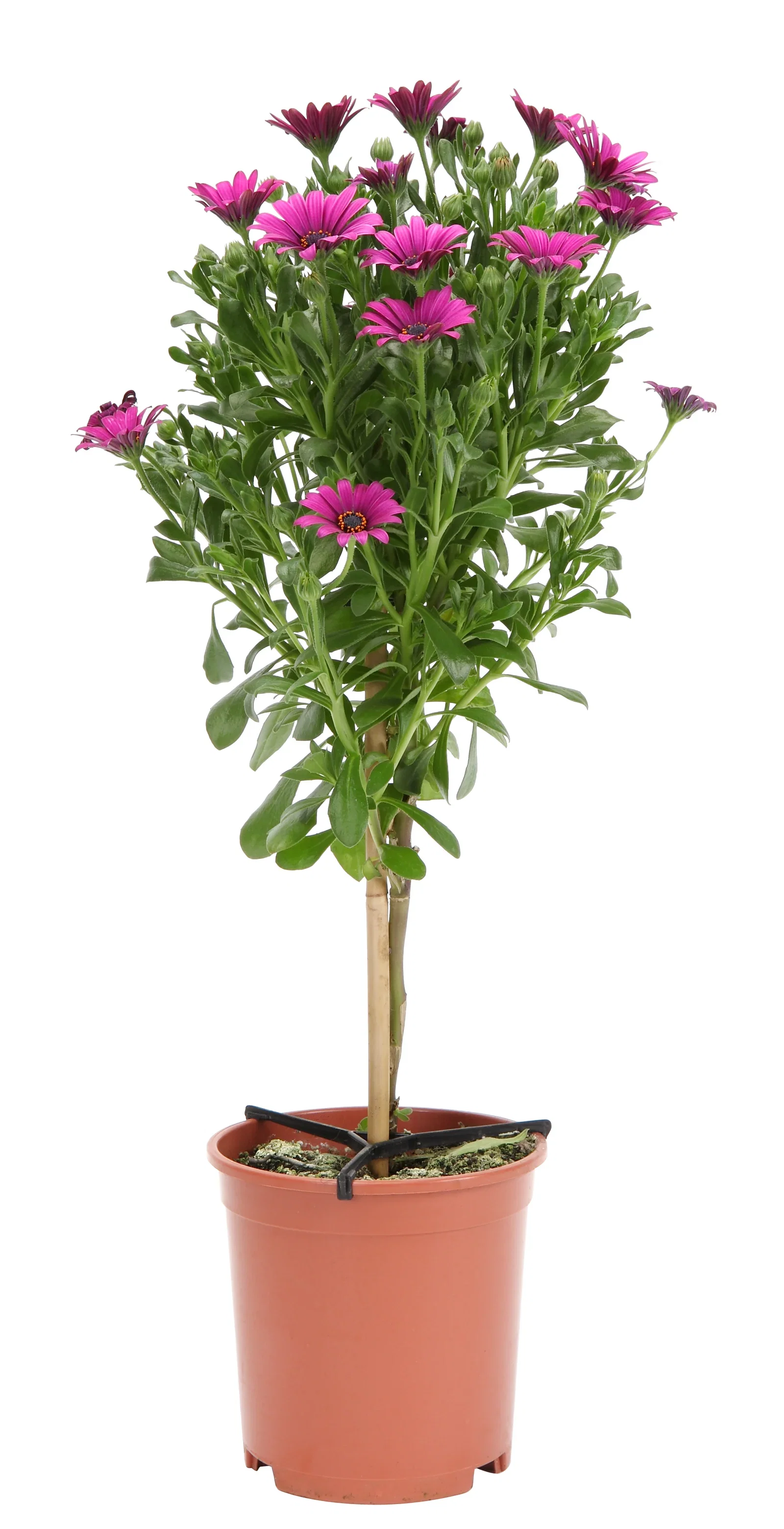 Osteospermum stem 19 cm