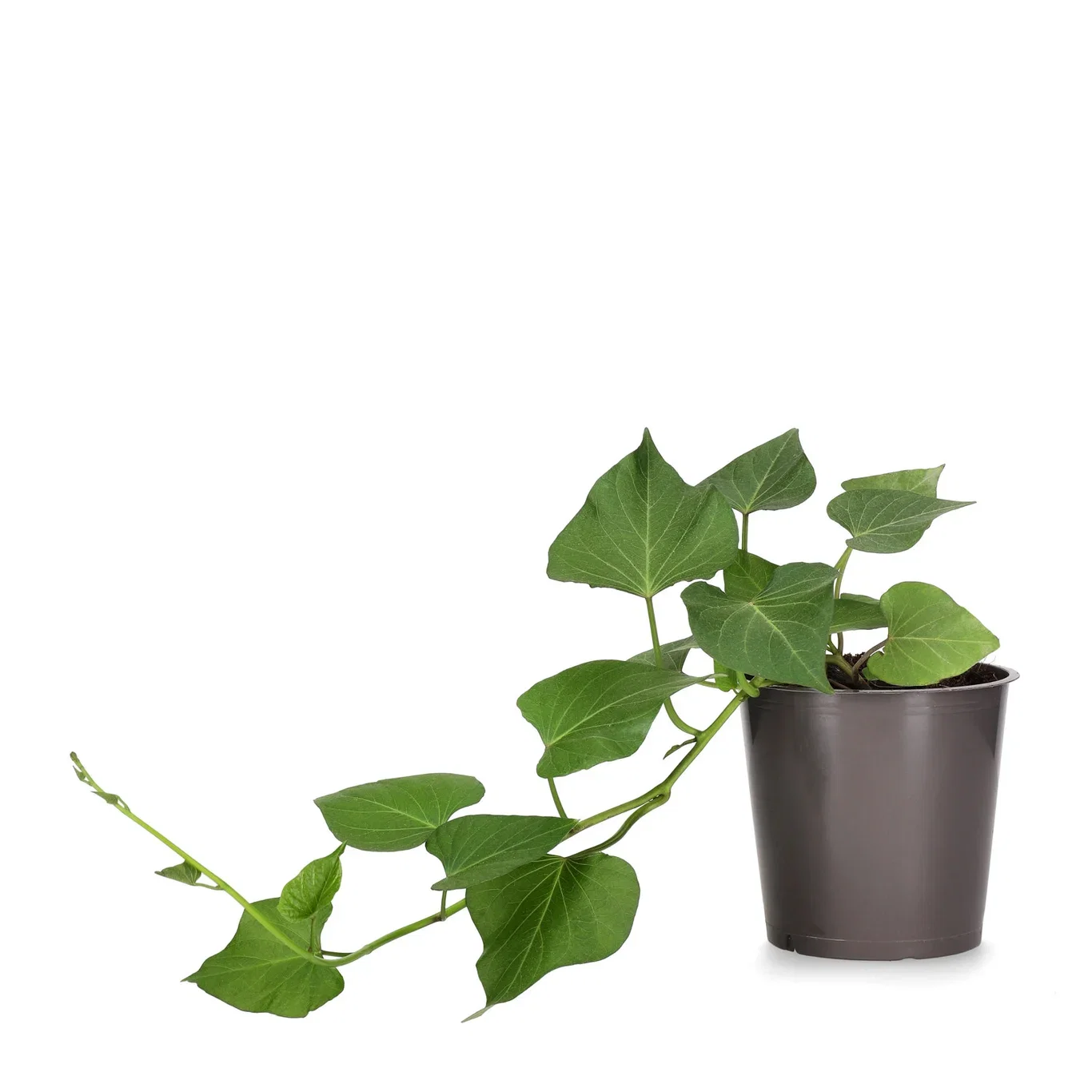 Ipomoea batat 'Sweet potato' 12 cm