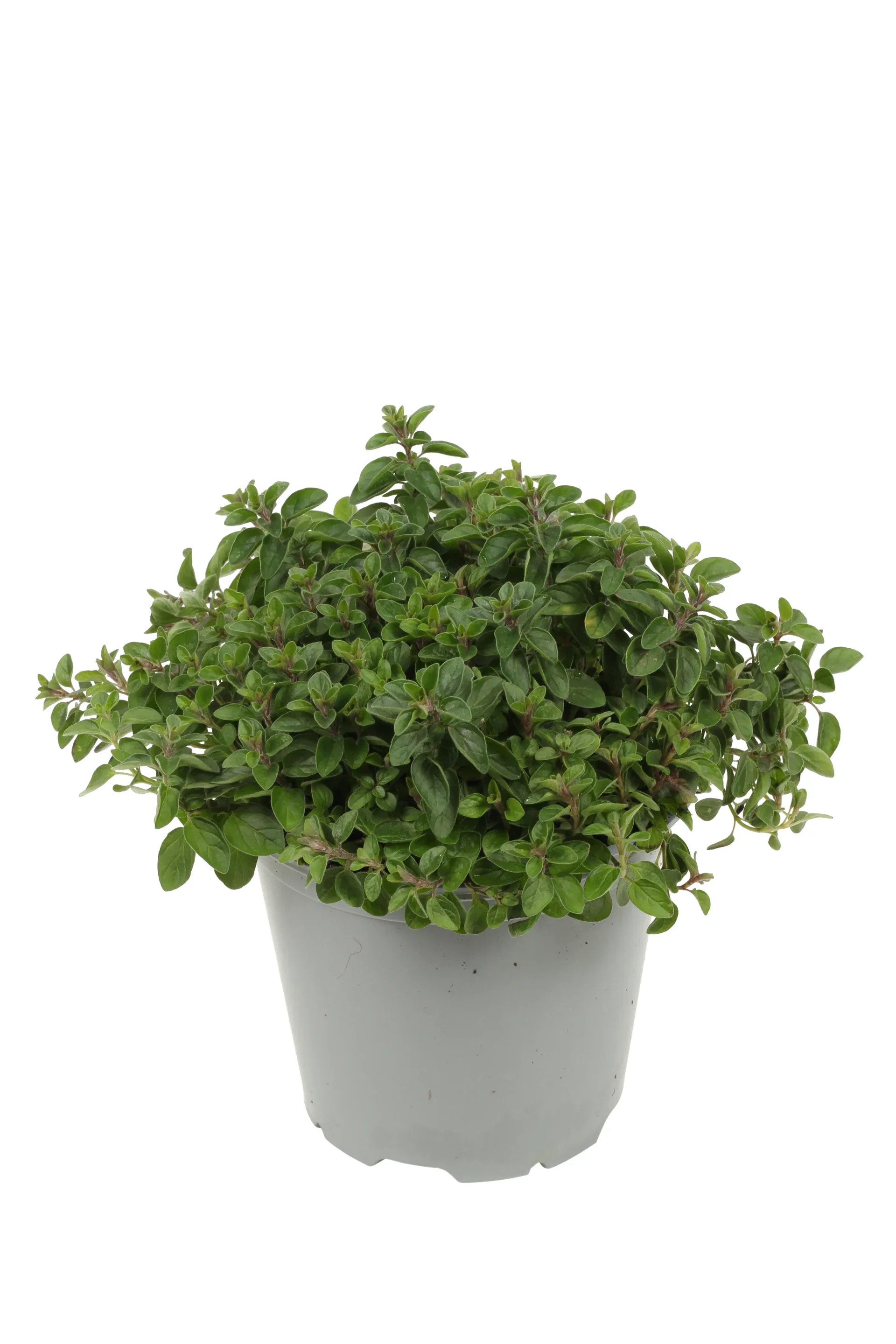 Origanum vulgare 14 cm