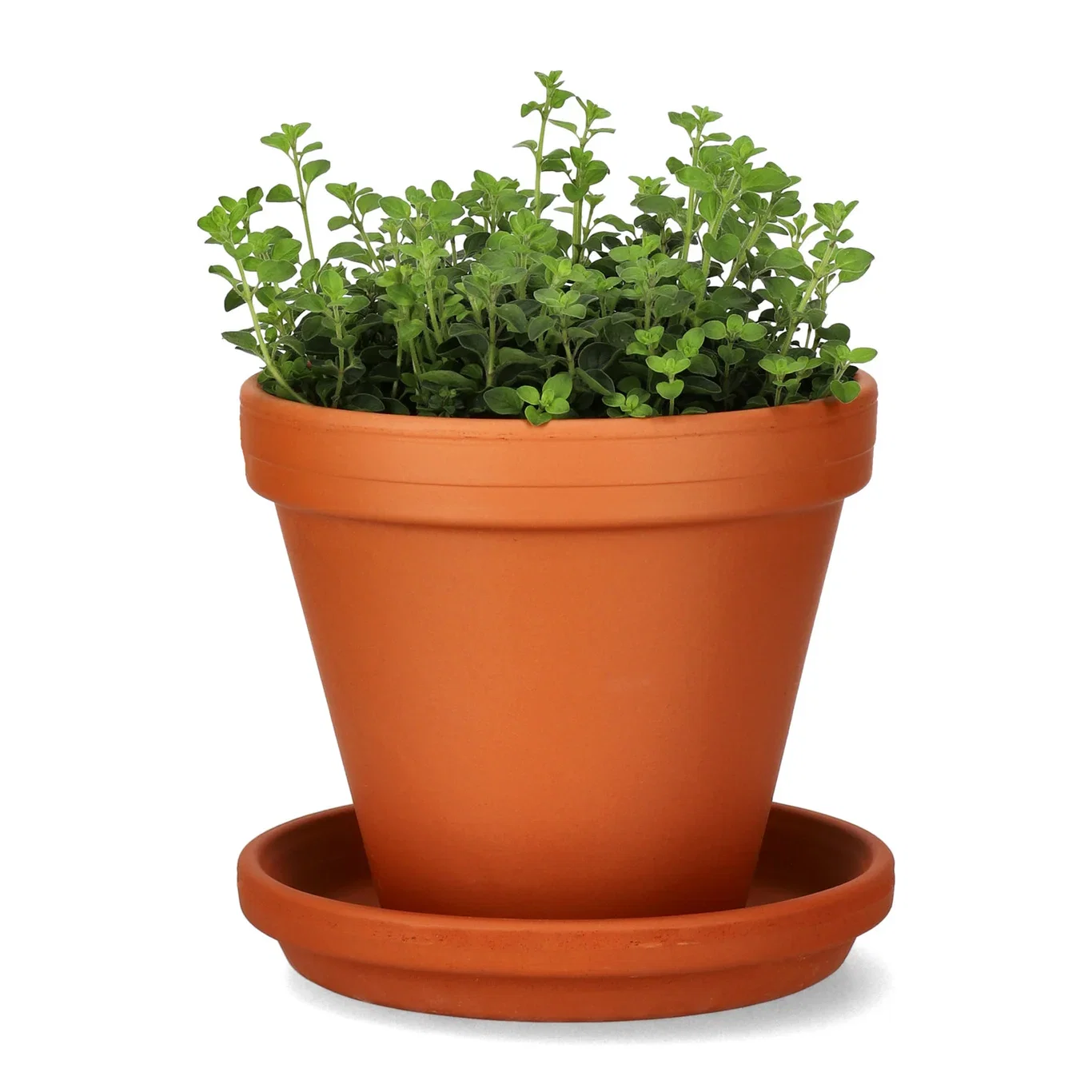 Origanum vulgare 14 cm