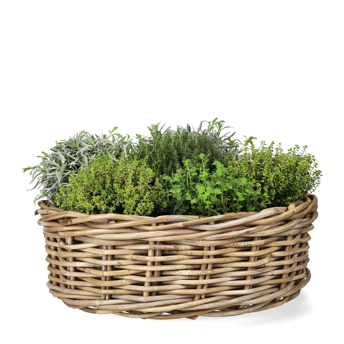 Origanum vulgare 14 cm