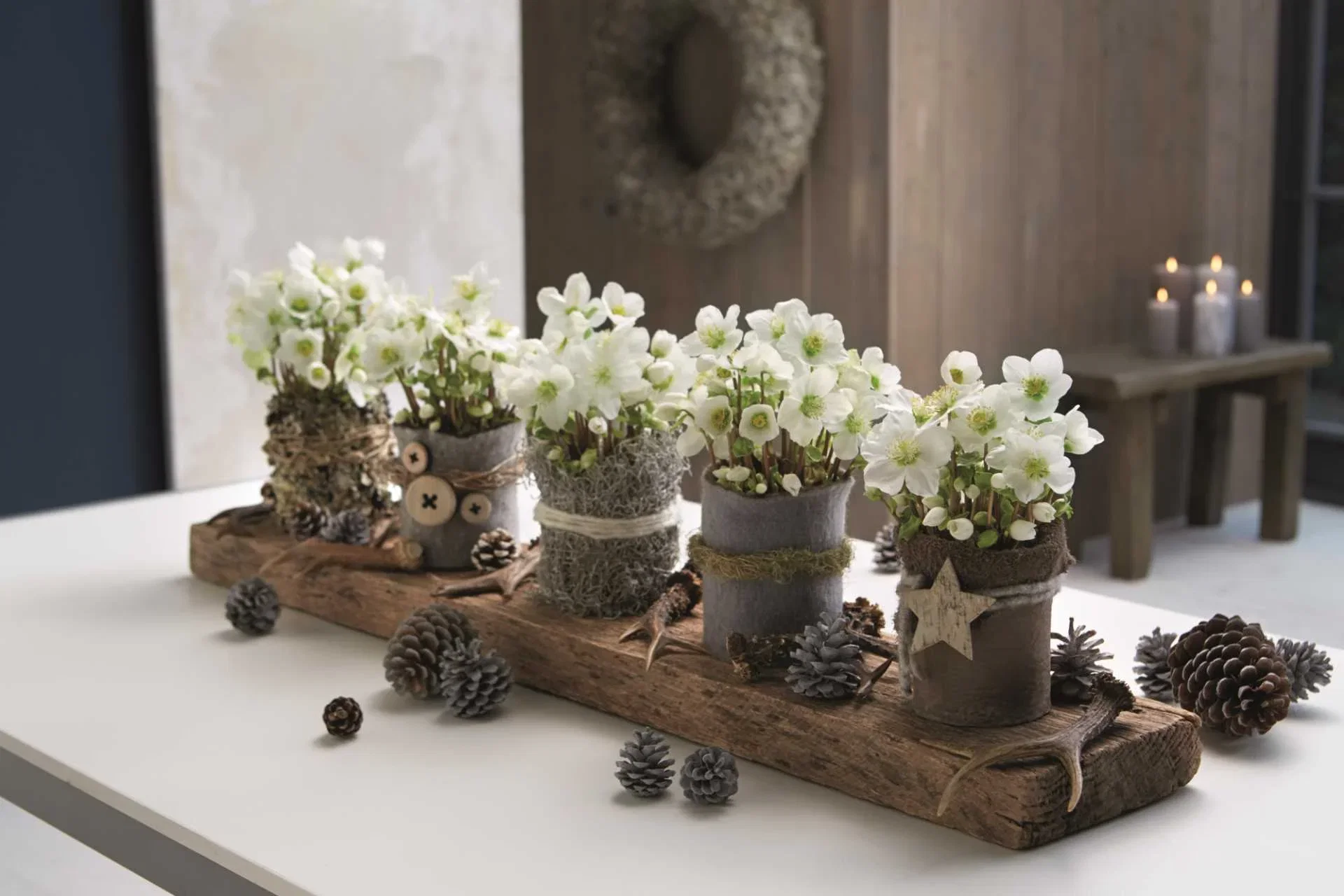 Hvit julerose 'Verboom Beauty'