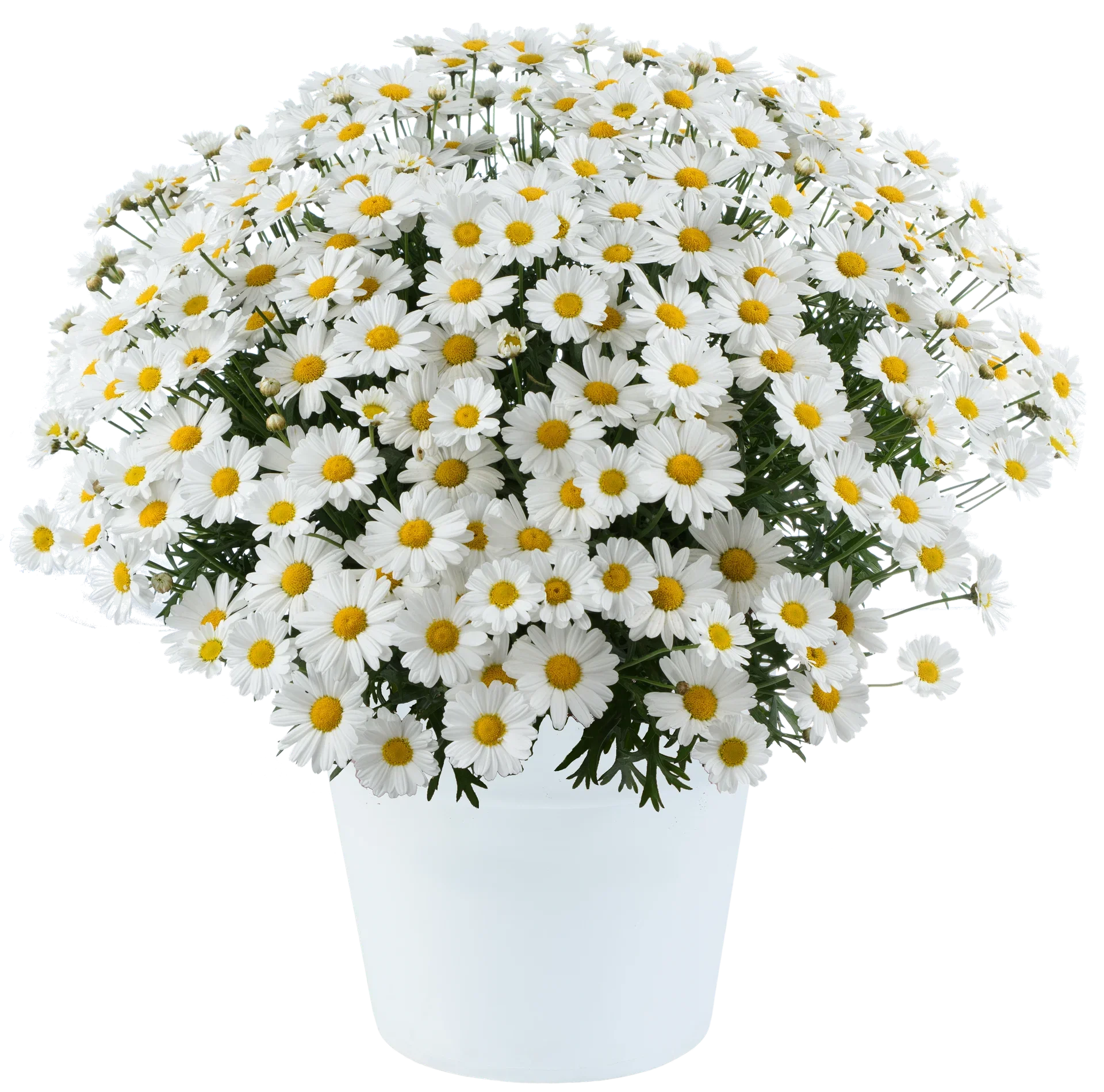 Argyranthemum White 19 cm