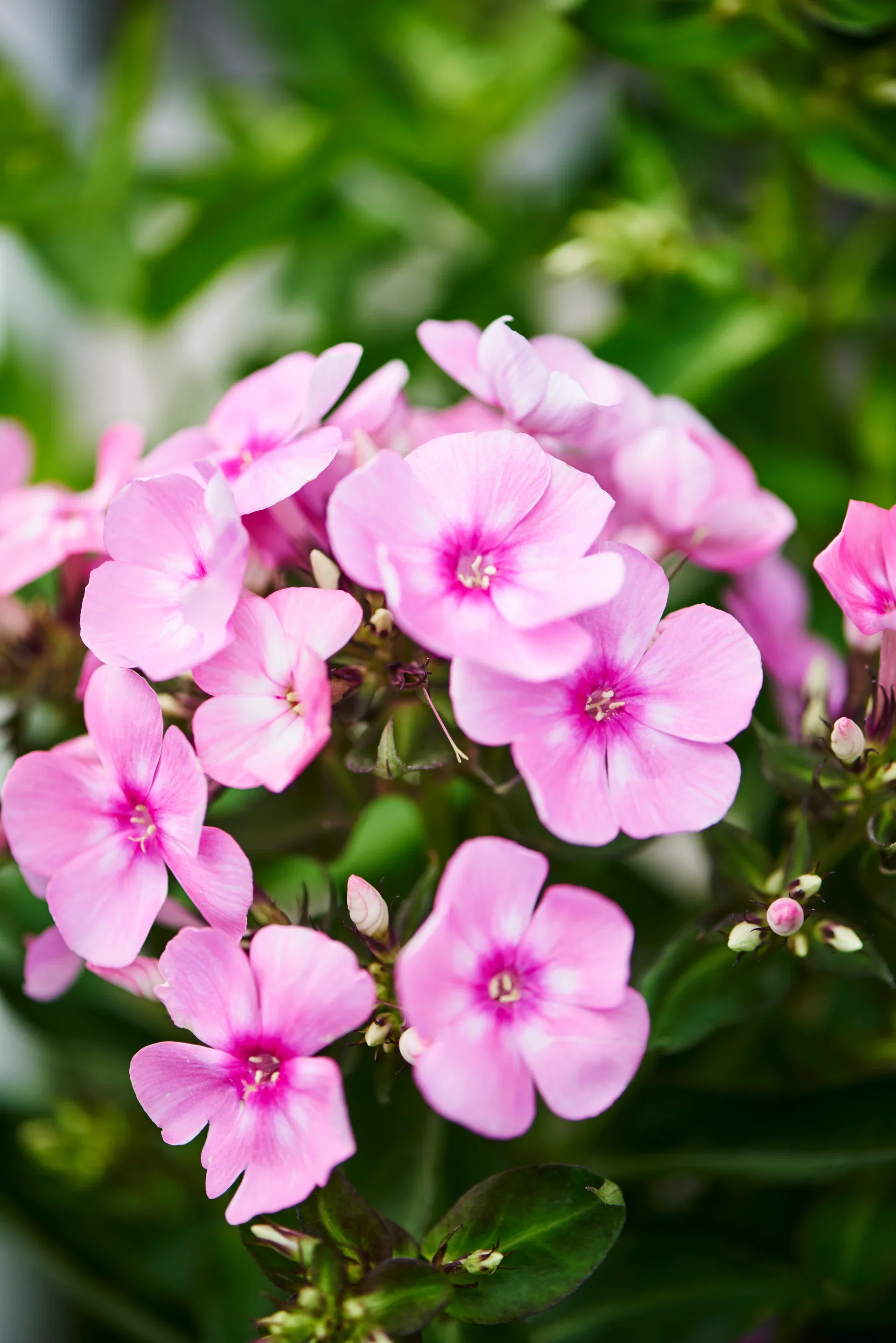 Phlox paniculata Lilac 17cm