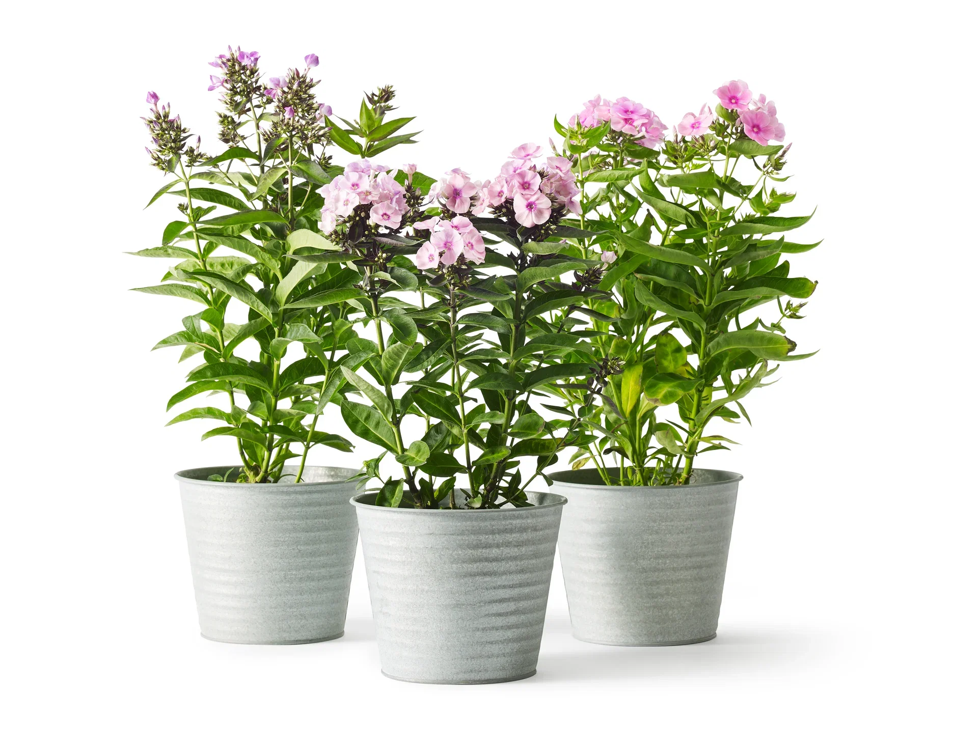 Phlox paniculata Lilac 17cm