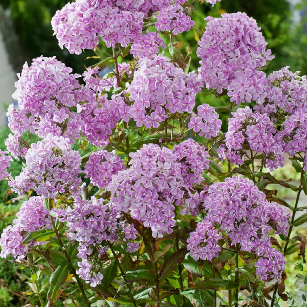 Phlox paniculata Lilac 17cm