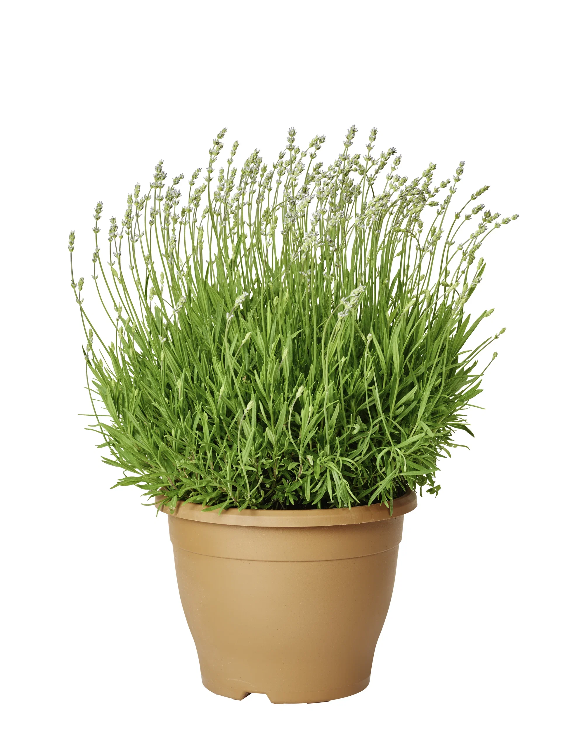 Lavandula ang. 'Essence Purple' 26cm