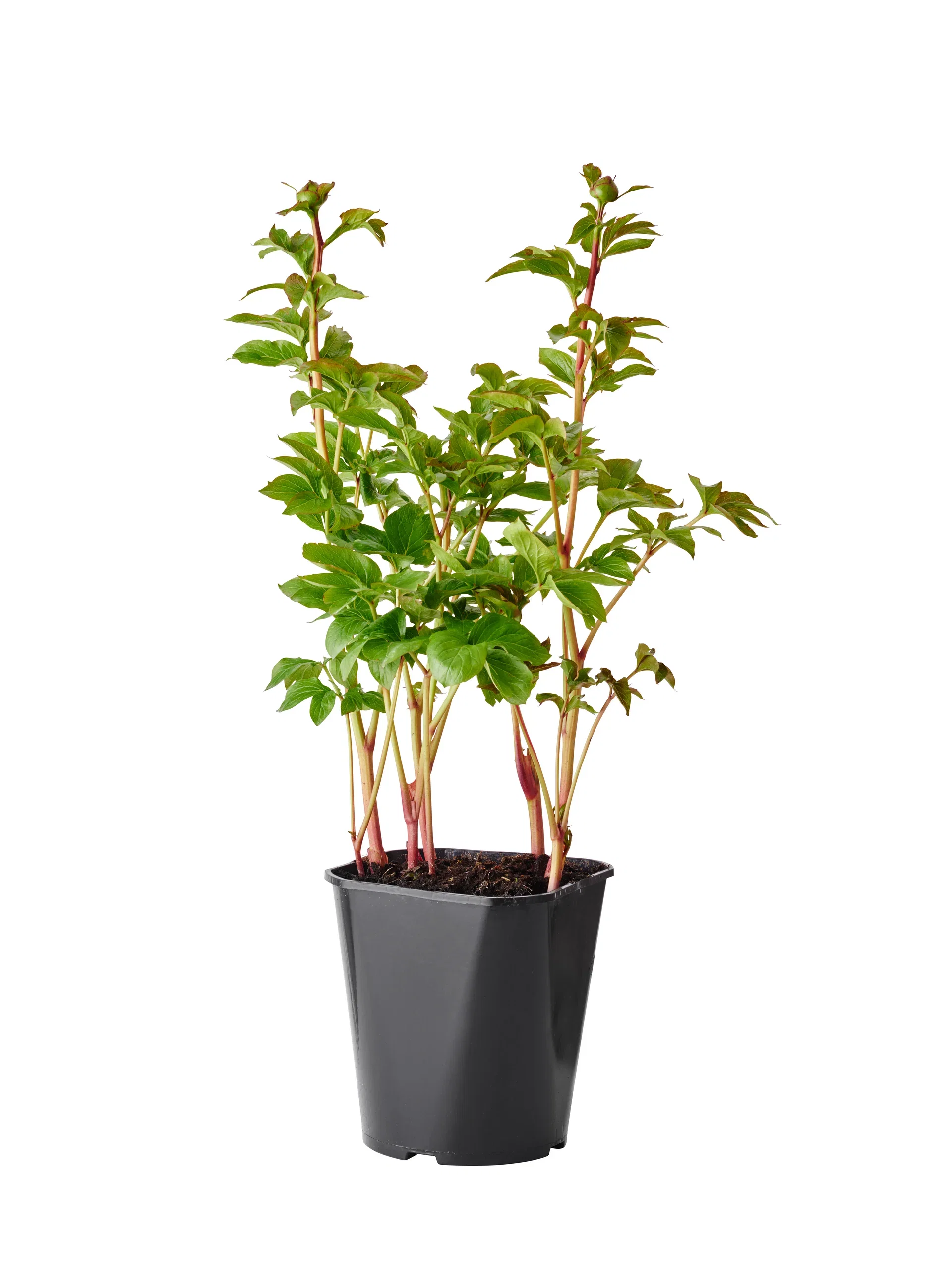 Paeonia lactiflora 23cm