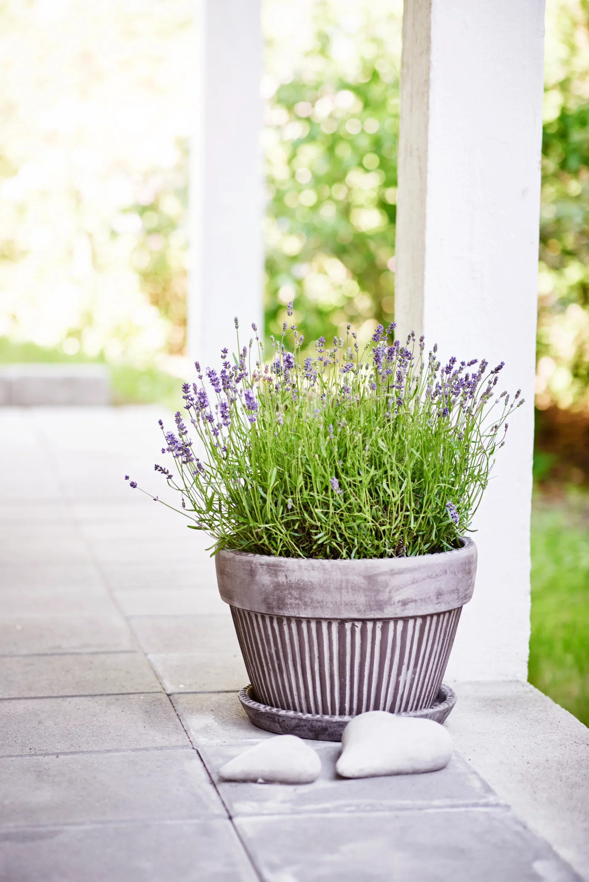 Lavandula ang. 'Essence Purple' 26cm