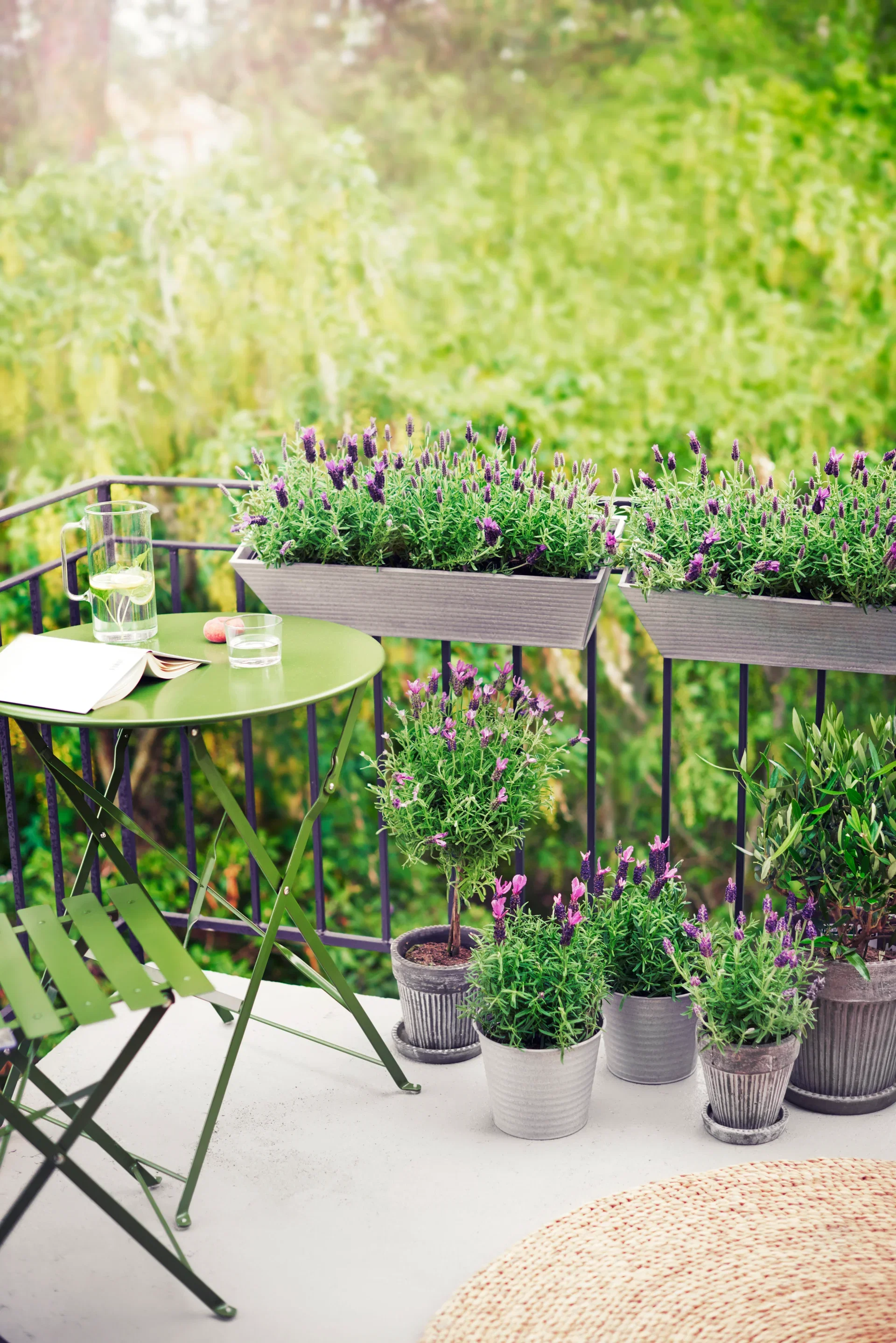 Sommerfugllavendel på stamme