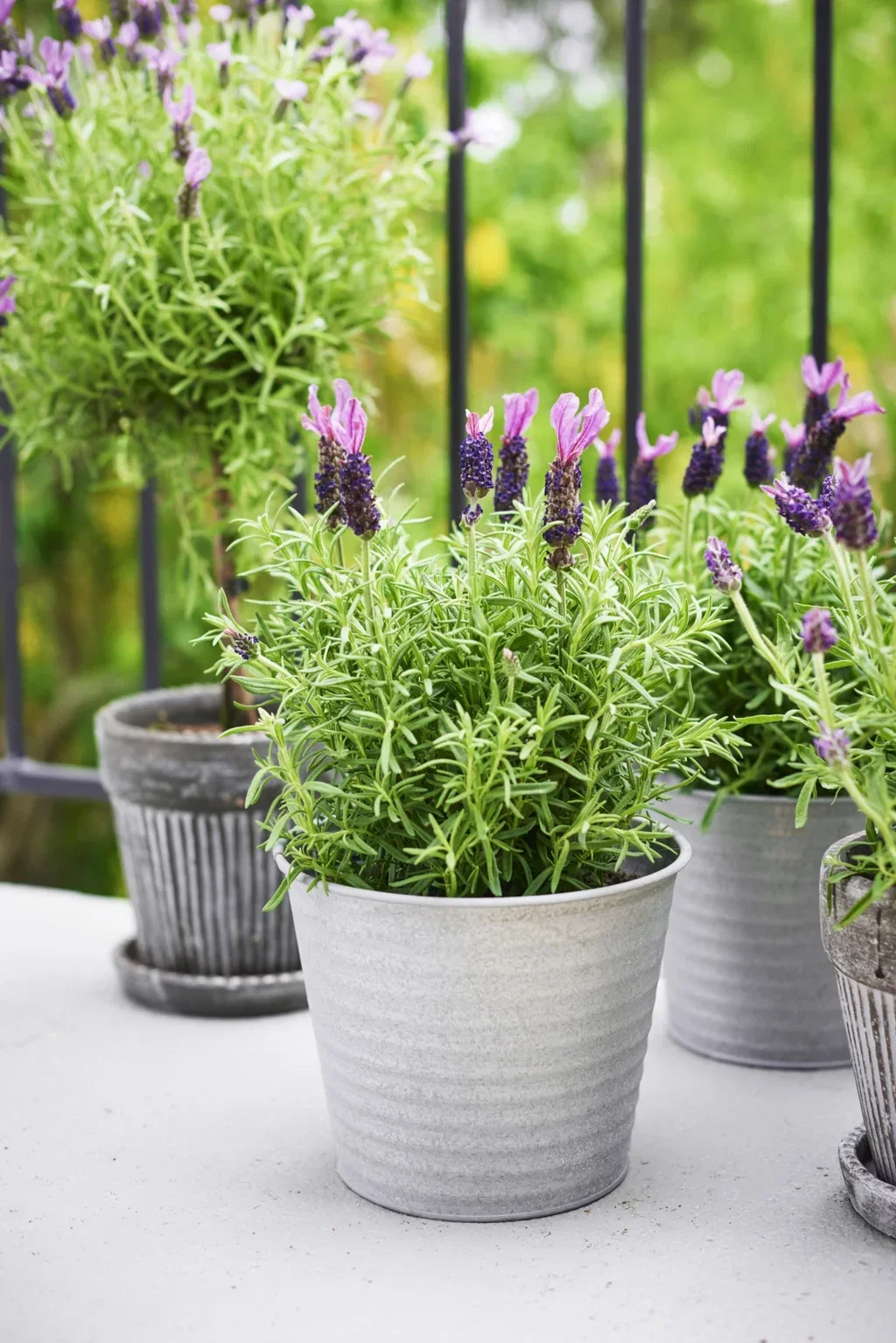 Sommerfugllavendel på stamme