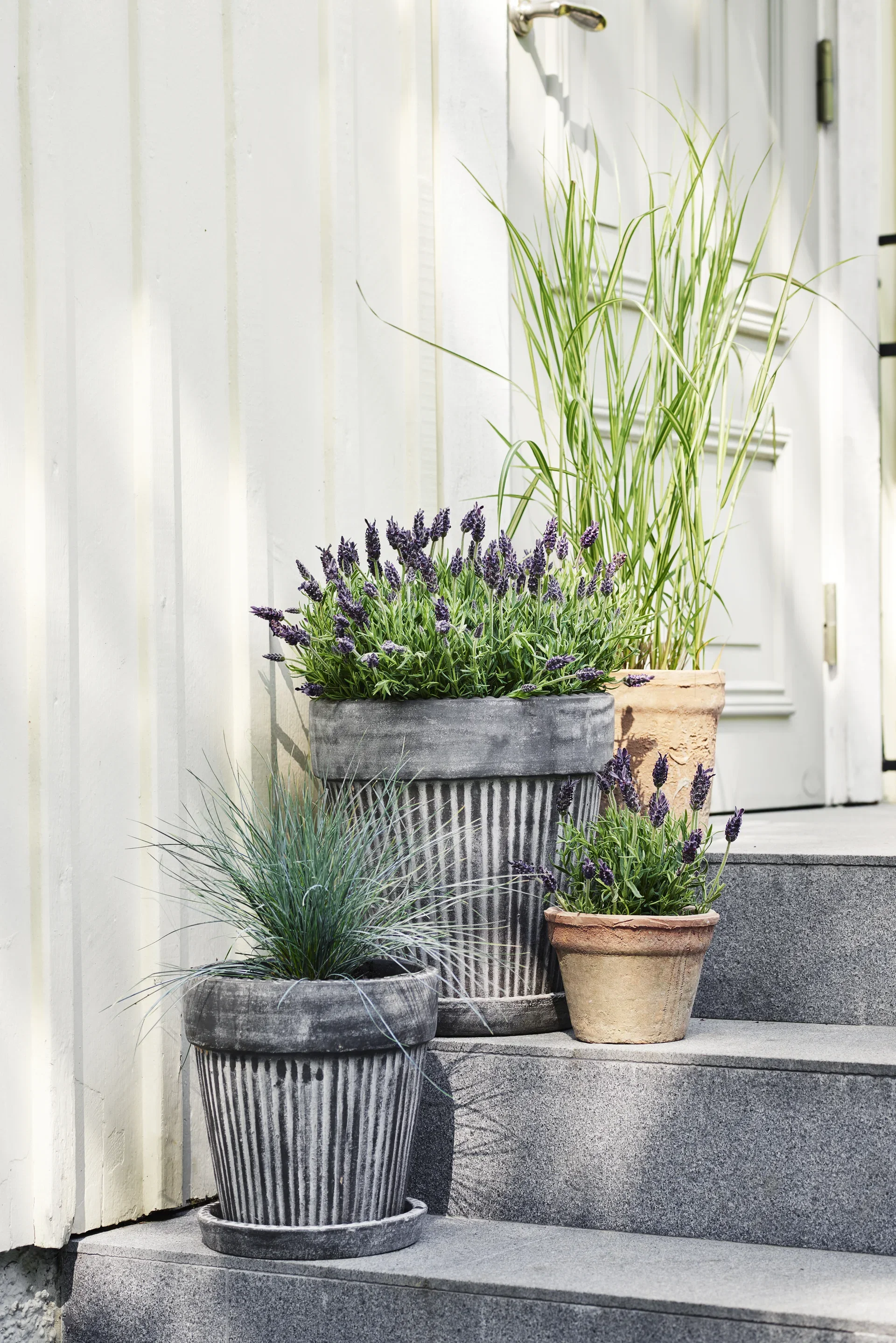 Lavandula stoechas Blue 23 cm