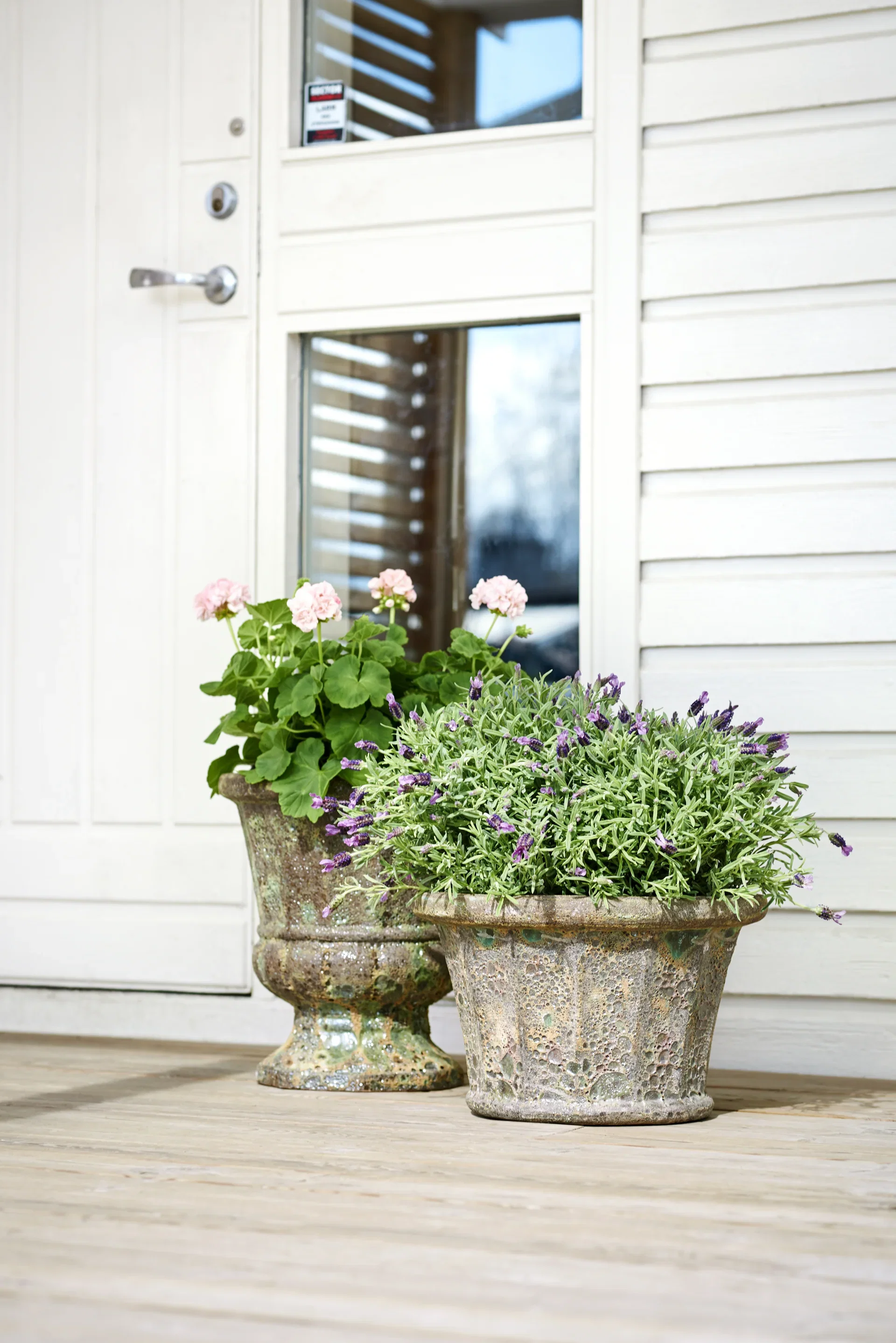 Lavandula stoechas Blue 23 cm
