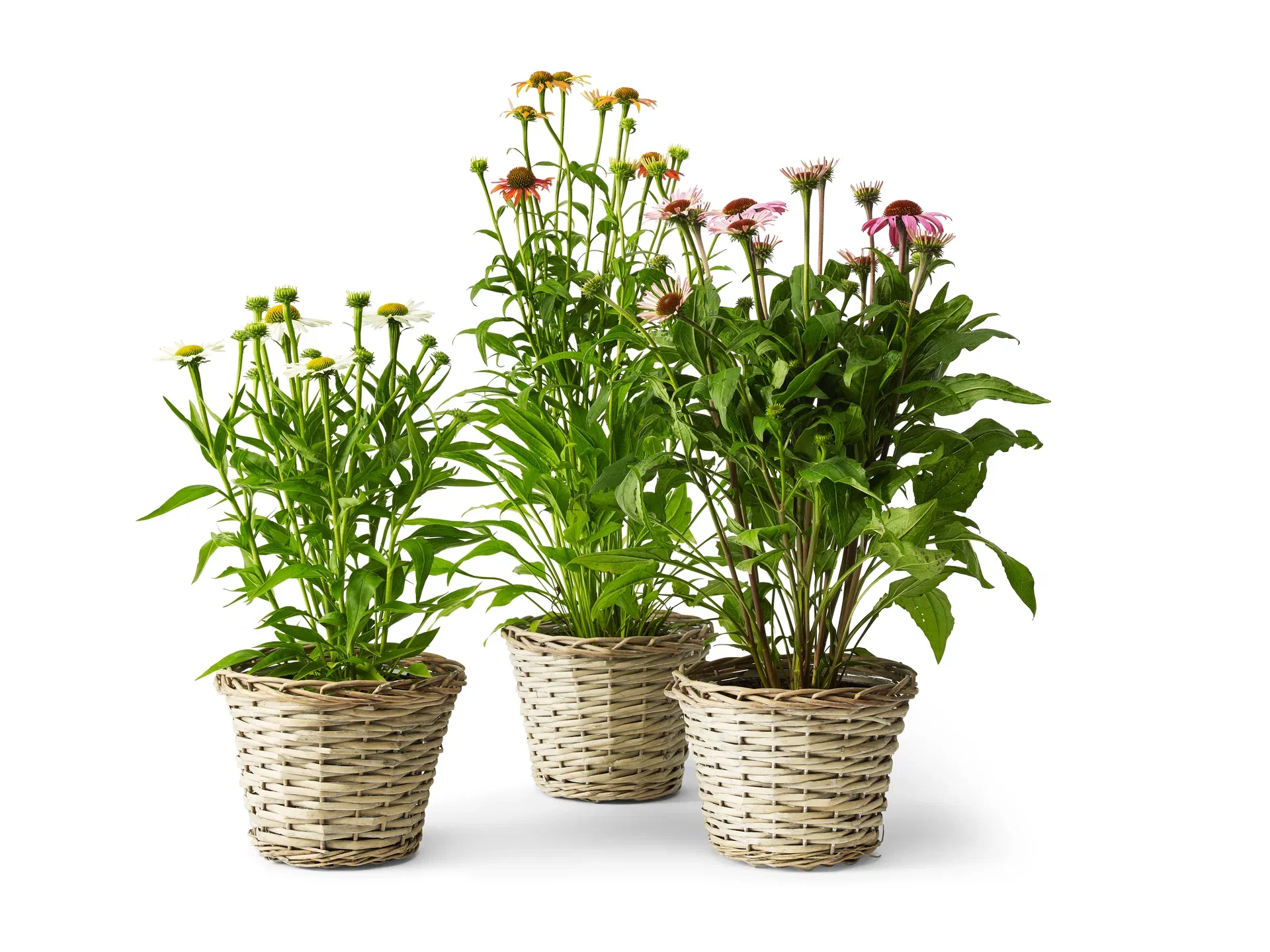 Echinacea purpurea 'Orange' 19cm