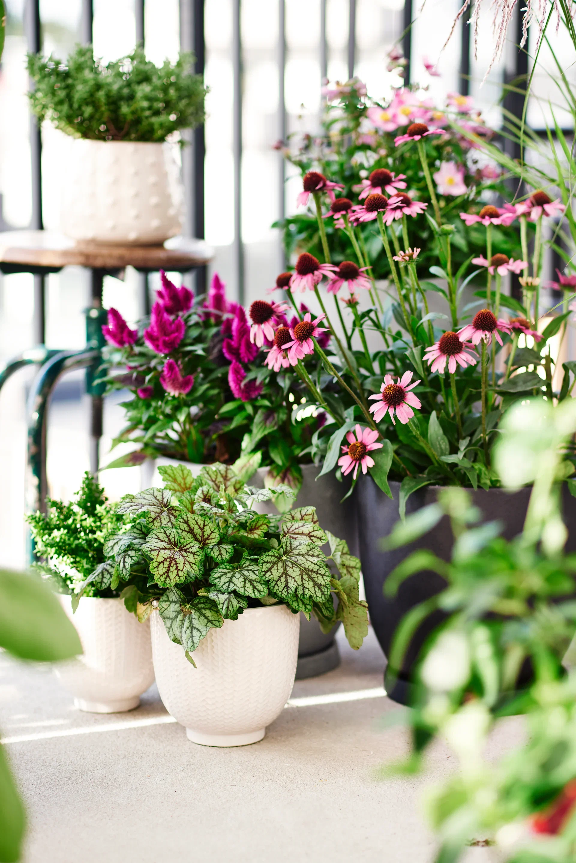 Echinacea purpurea 'Pink' 19cm