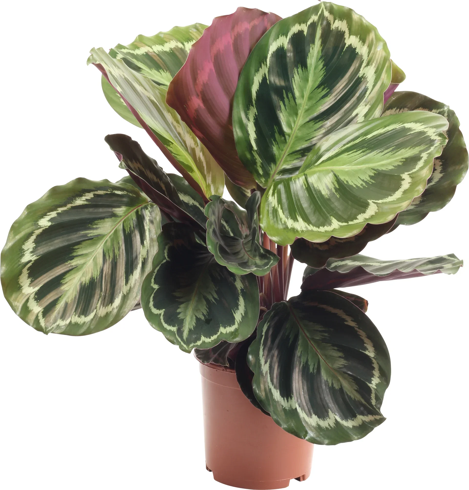 Calathea 'Medallion', Height 80 cm, Green