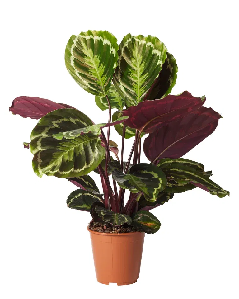 Calathea 'Medallion', Height 50 cm, Green