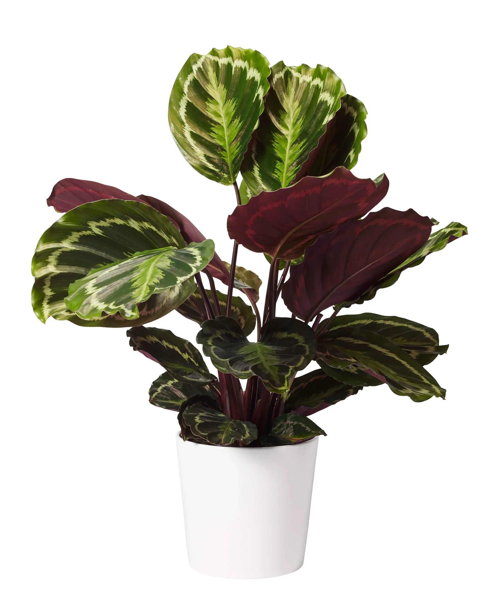 Calathea 'Medallion', Height 50 cm, Green