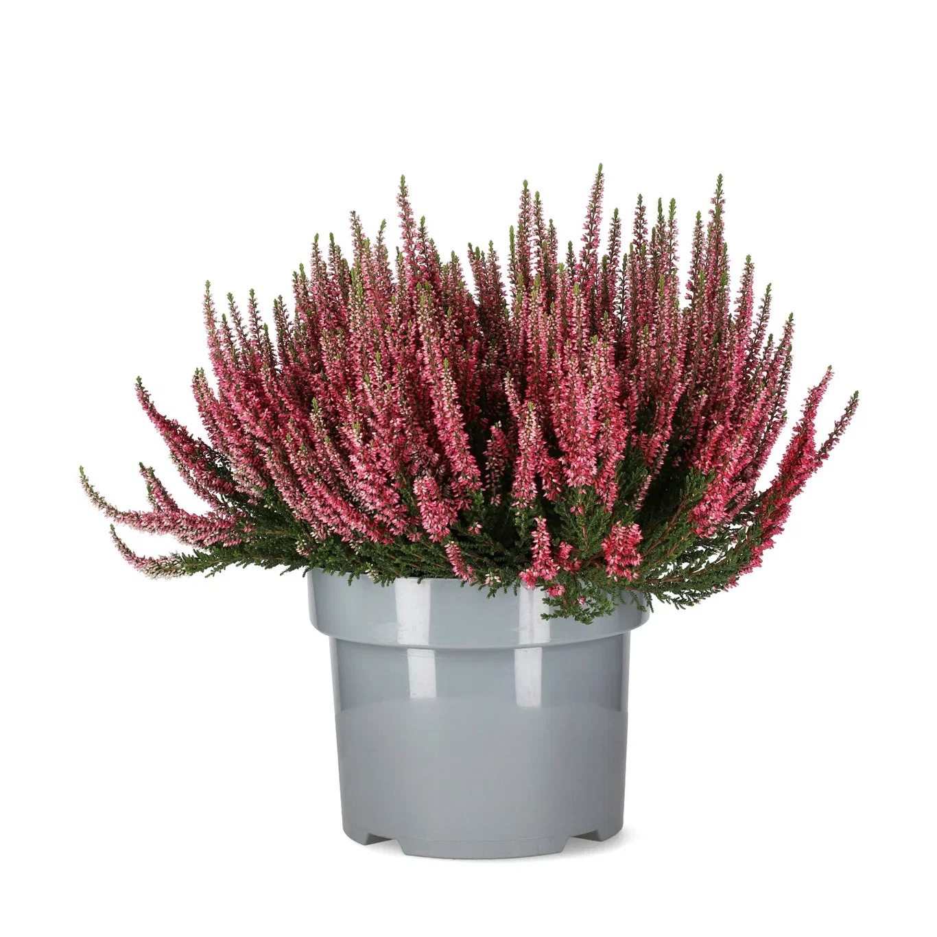 Calluna Red 23 cm
