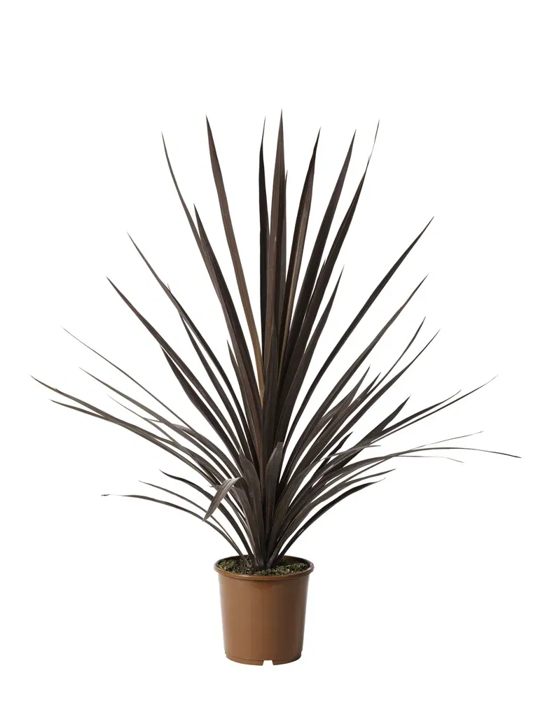 Cordyline a. 'Red Star' 17 cm