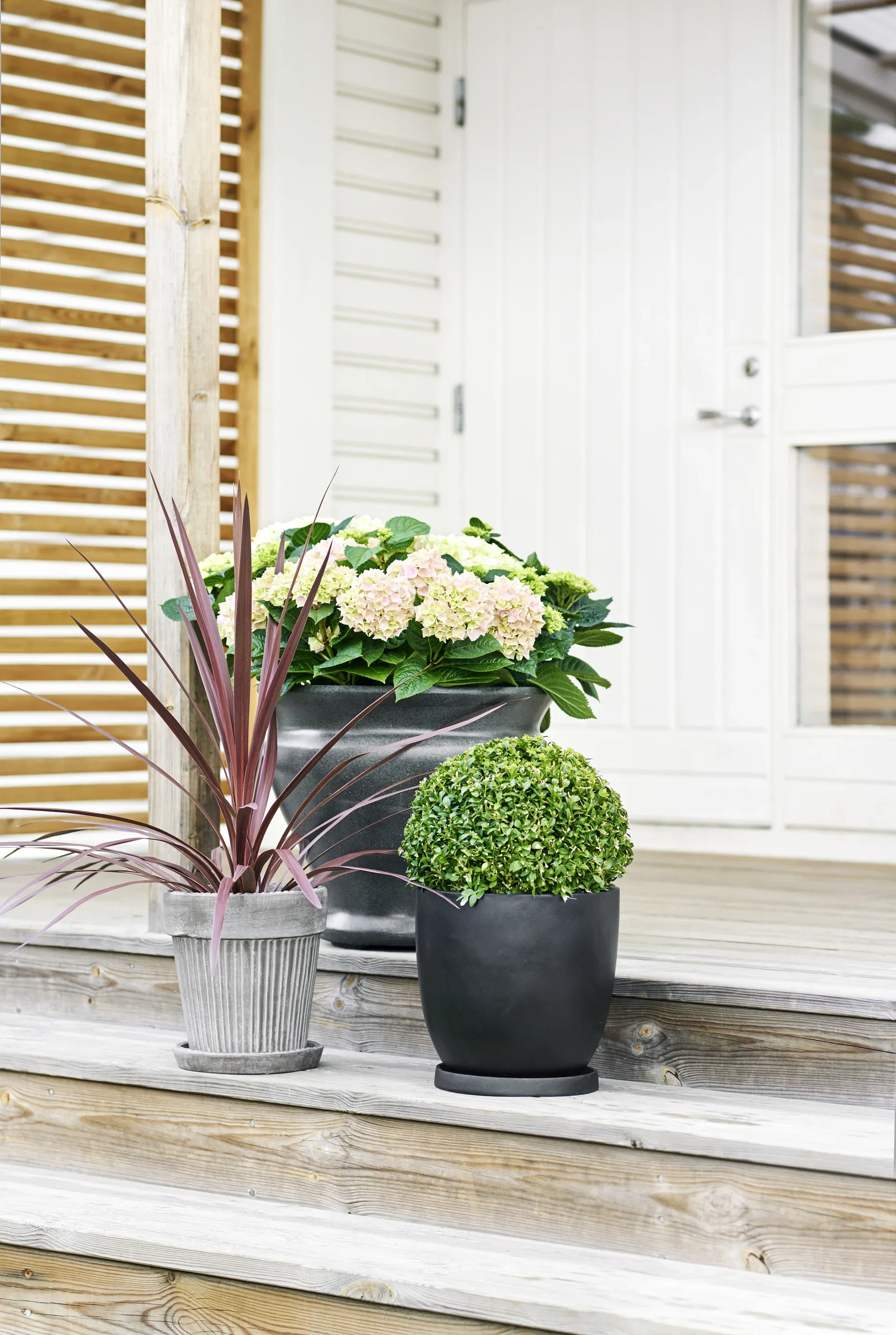 Cordyline a. 'Red Star' 17 cm