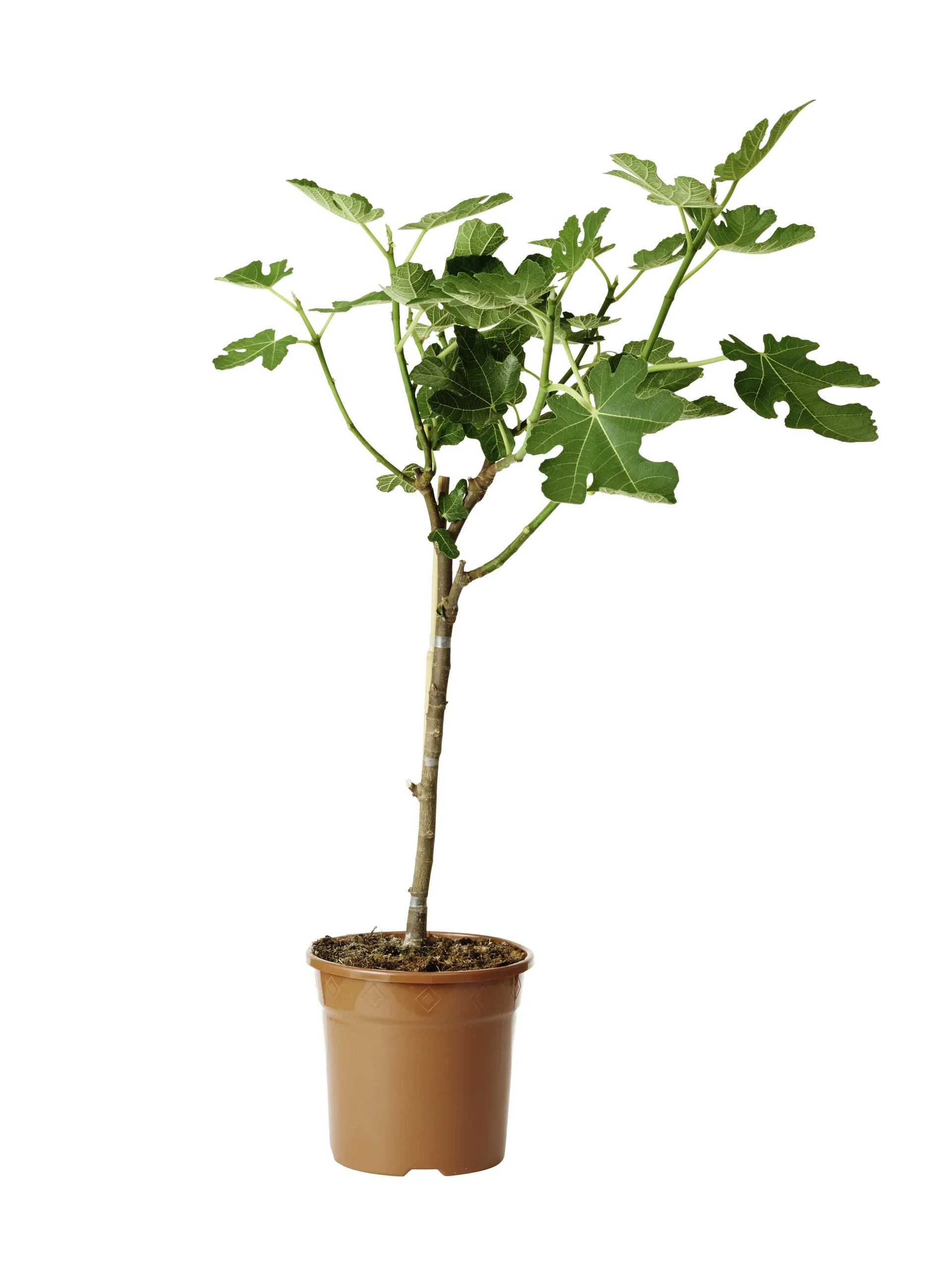 Ficus carica stem 21 cm