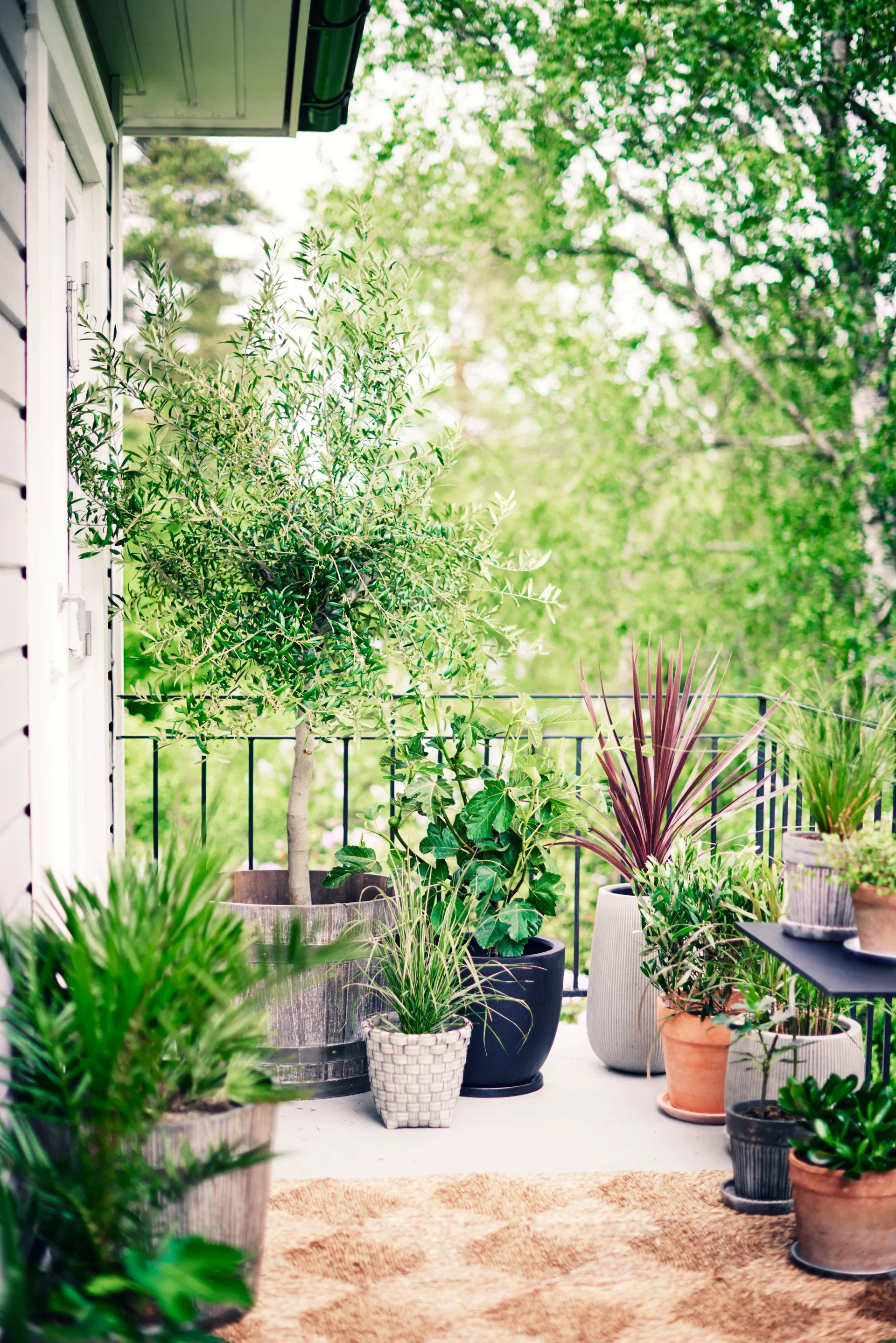 Ficus carica stem 21 cm