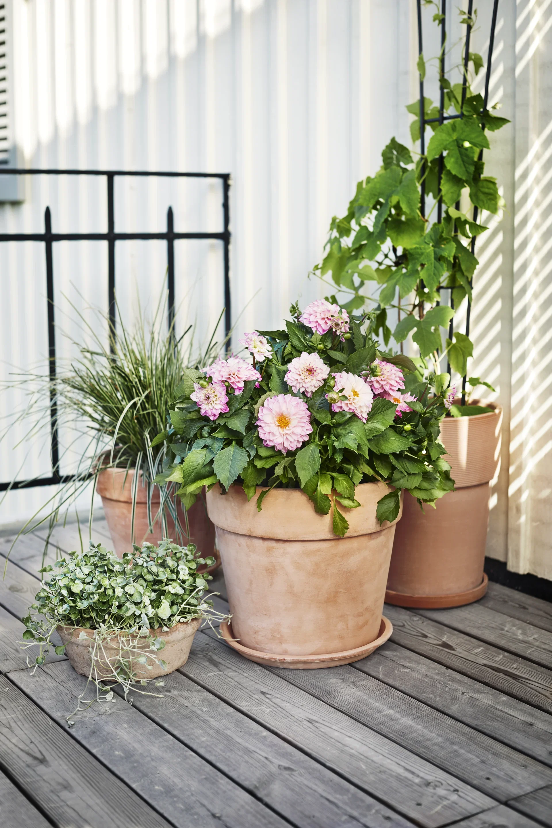 Ficus carica stem 21 cm